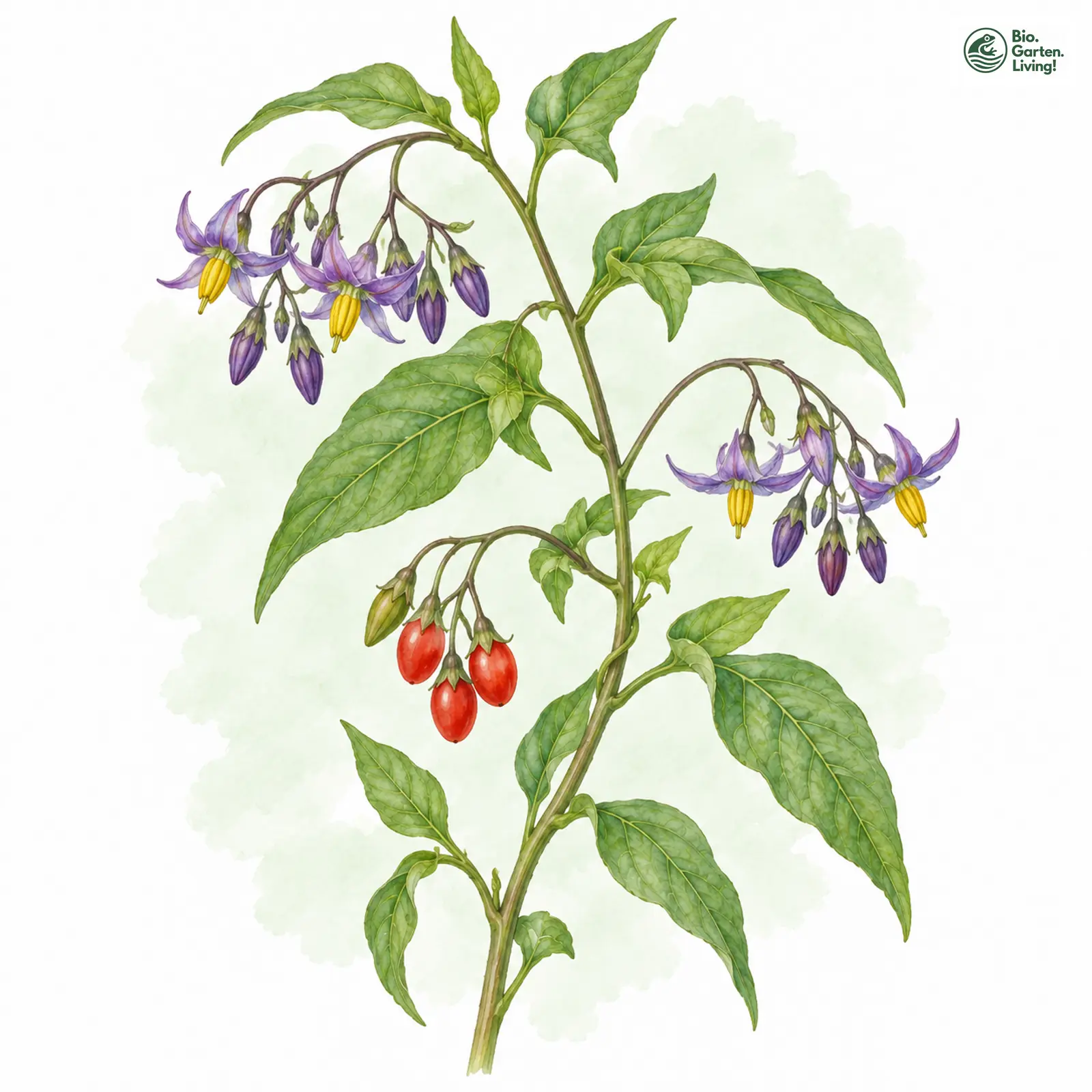 Aquarellzeichnung: Bittersüßer Nachtschatten (Solanum dulcamara)