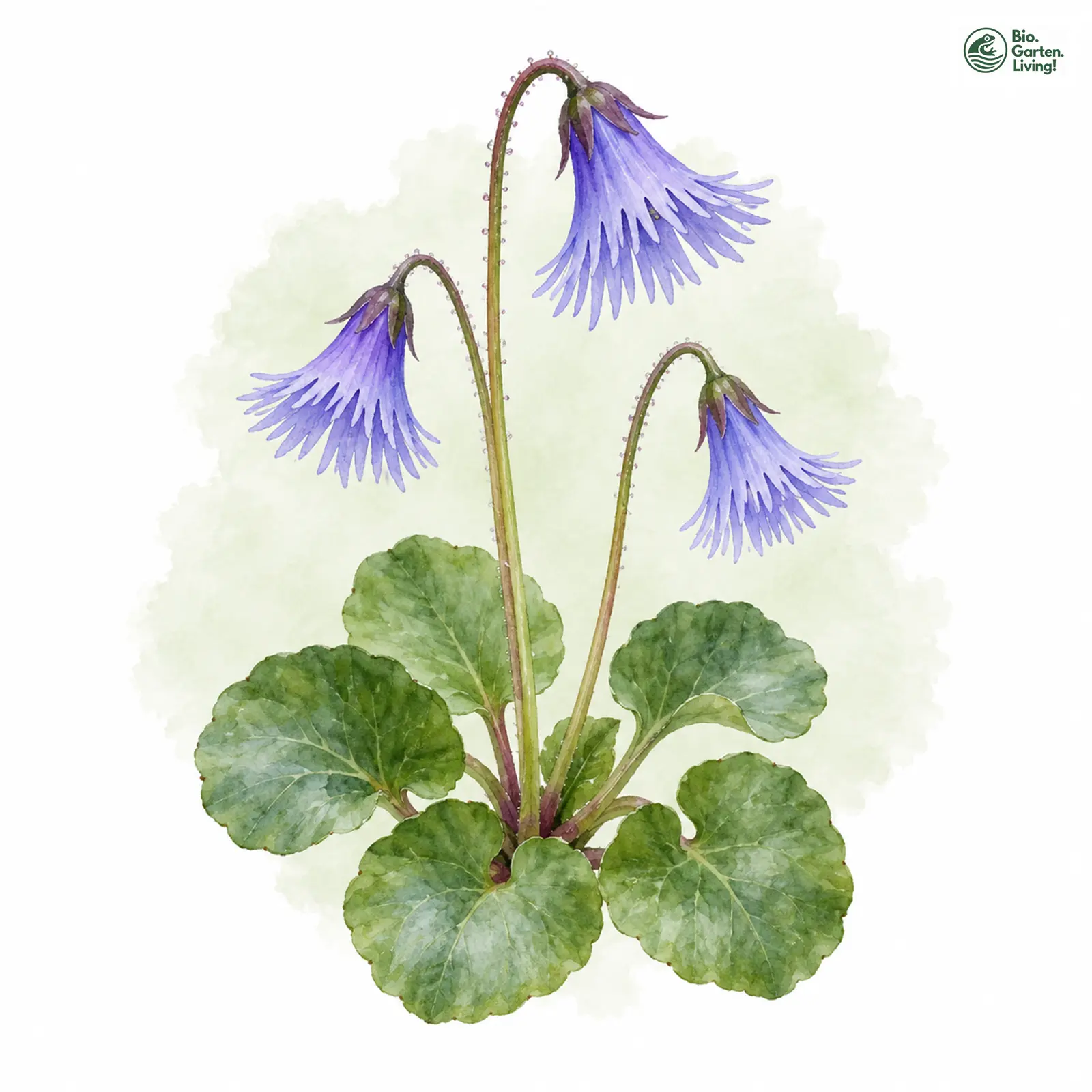 Aquarellzeichnung: Gewöhnliches Alpenglöckchen (Soldanella alpina)