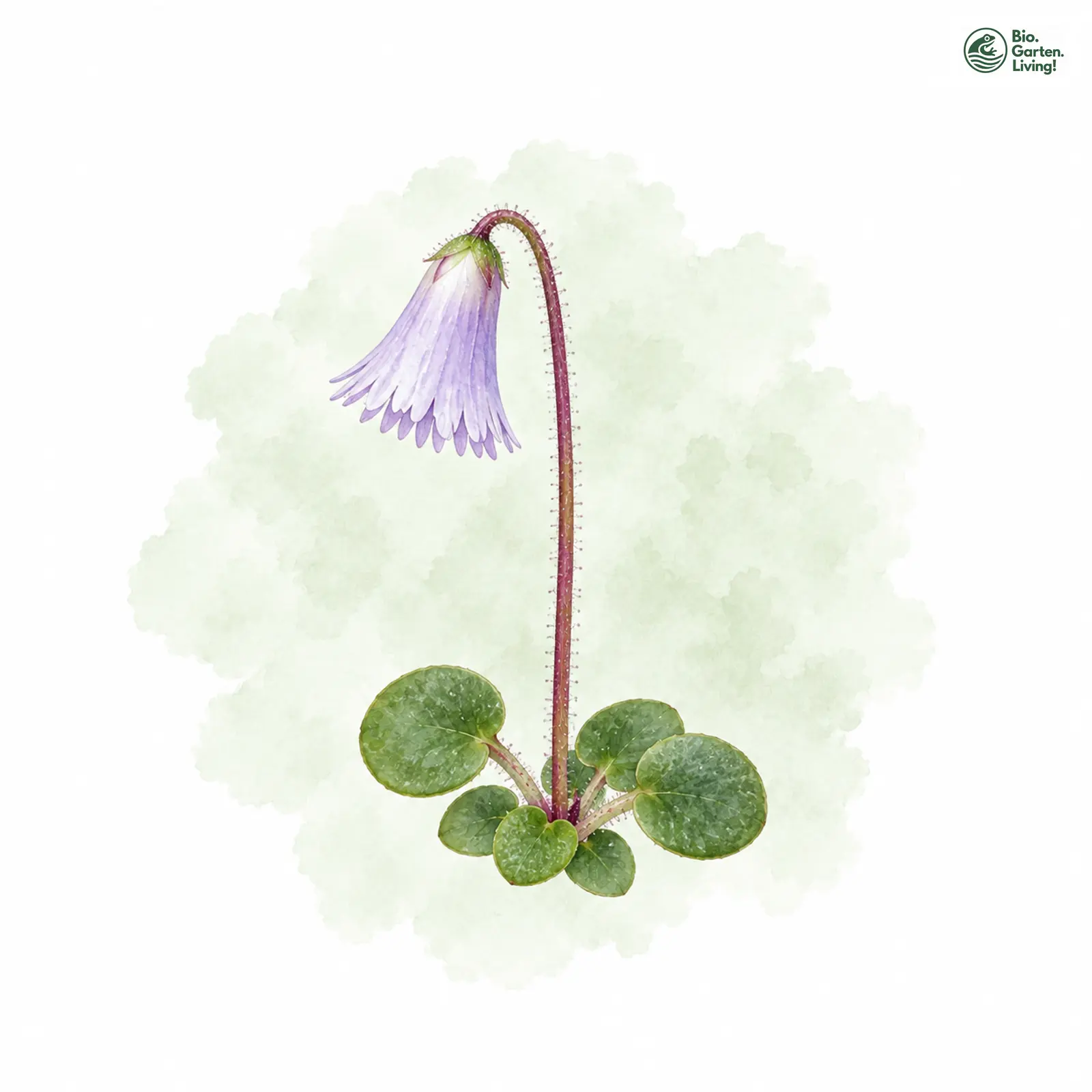 Aquarellzeichnung: Kleinstes Alpenglöckchen (Soldanella minima (im engeren Sinne))