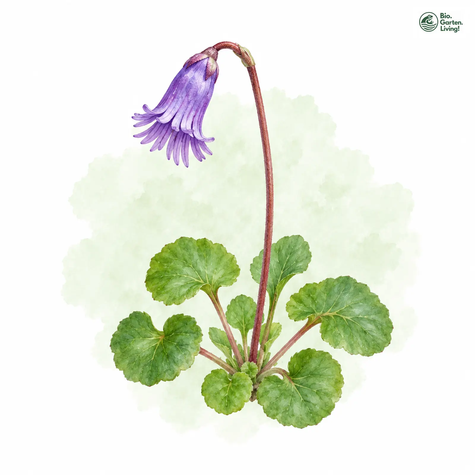 Aquarellzeichnung: Zwerg-Alpenglöckchen (Soldanella pusilla)