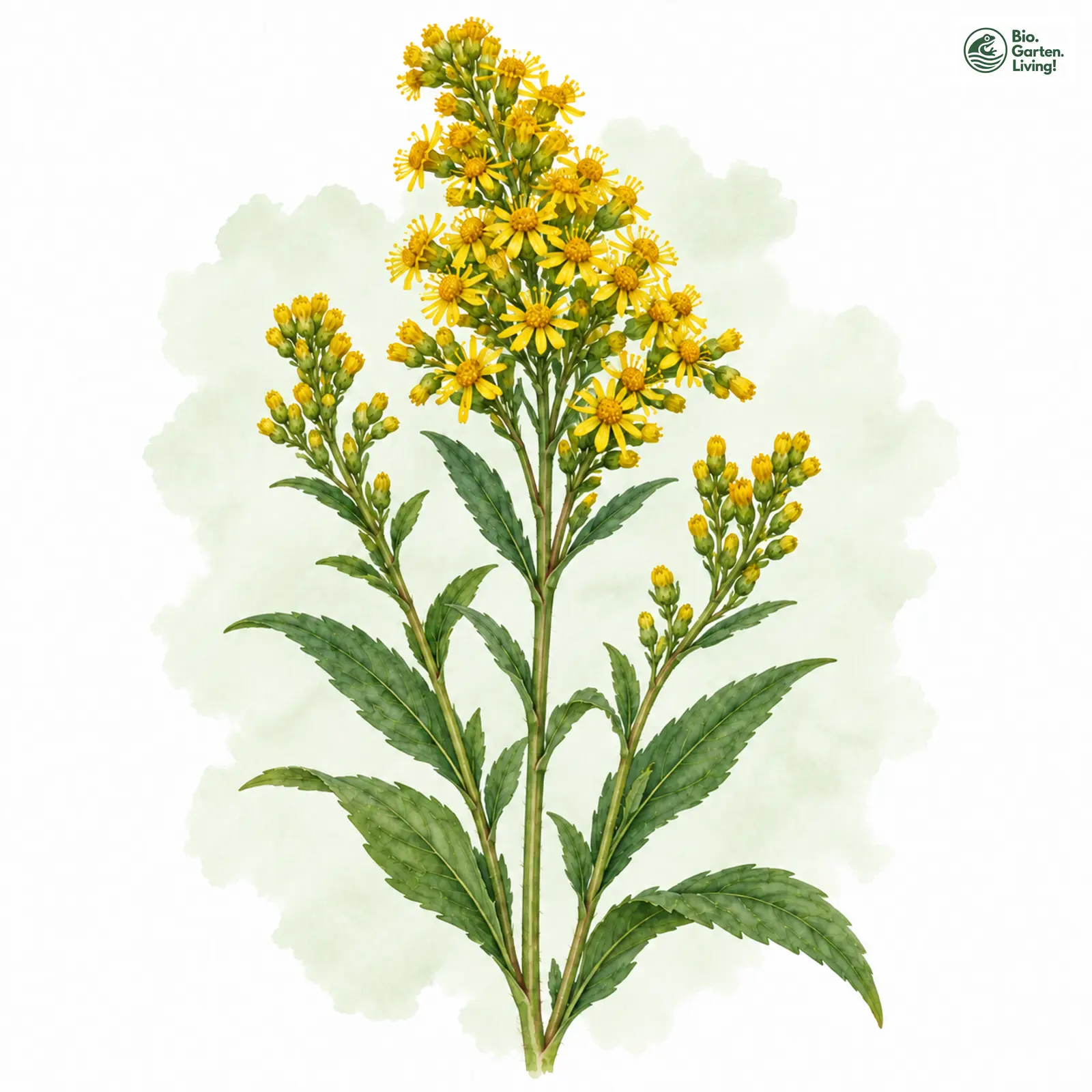 Aquarellzeichnung: Gewöhnliche Goldrute (Solidago virgaurea)