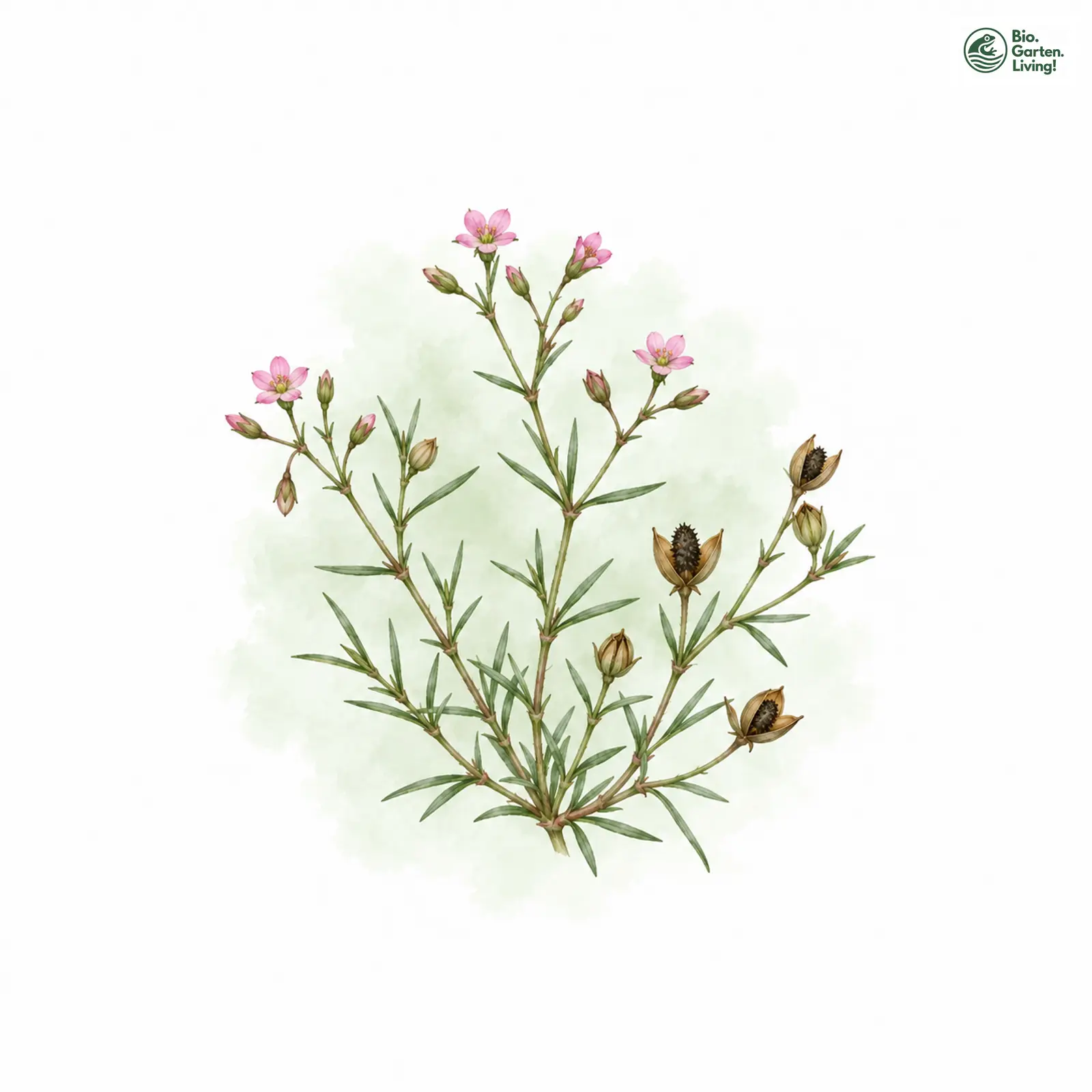 Aquarellzeichnung: Igelsamige Schuppenmiere (Spergularia echinosperma)