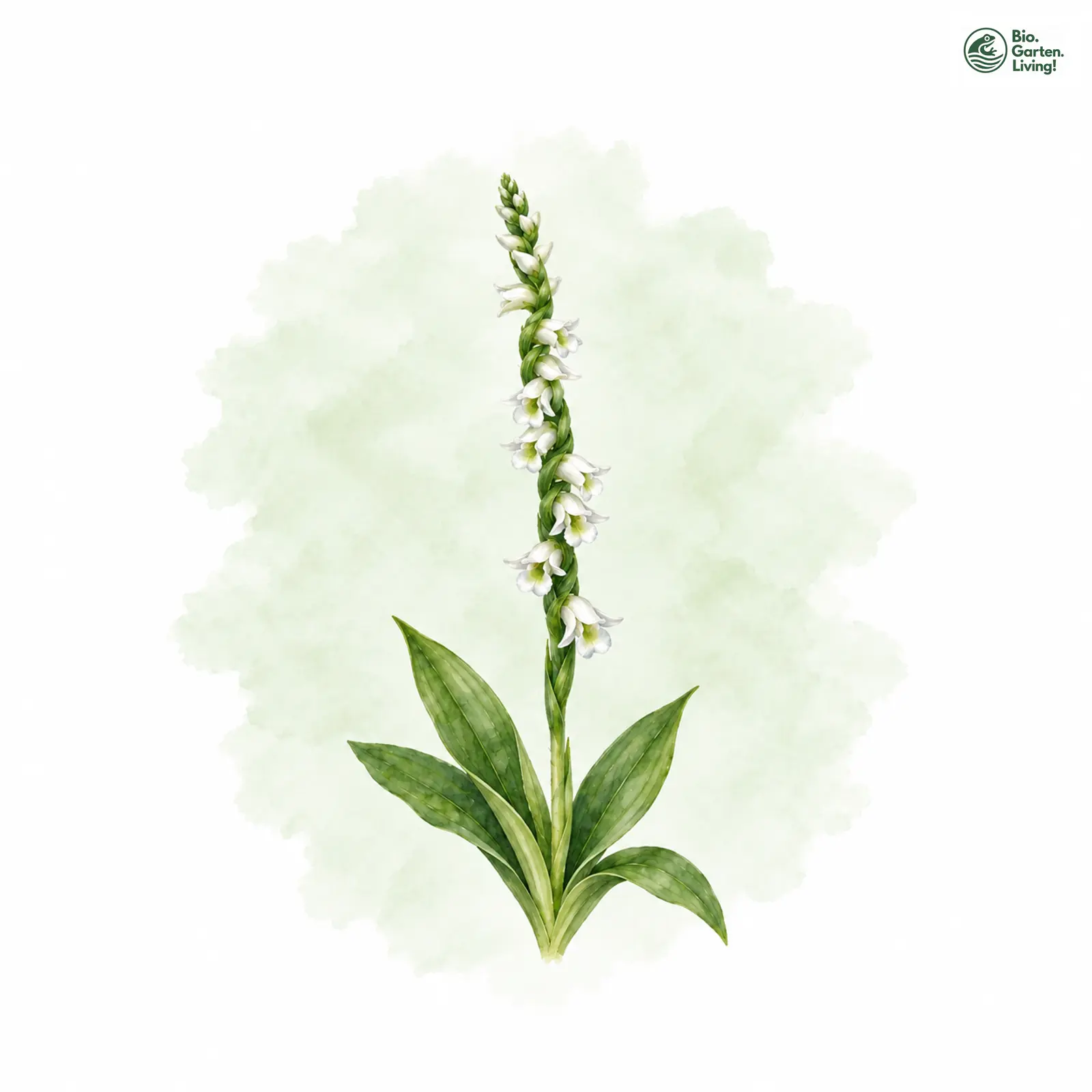 Aquarellzeichnung: Herbst-Wendelorchis (Spiranthes spiralis)