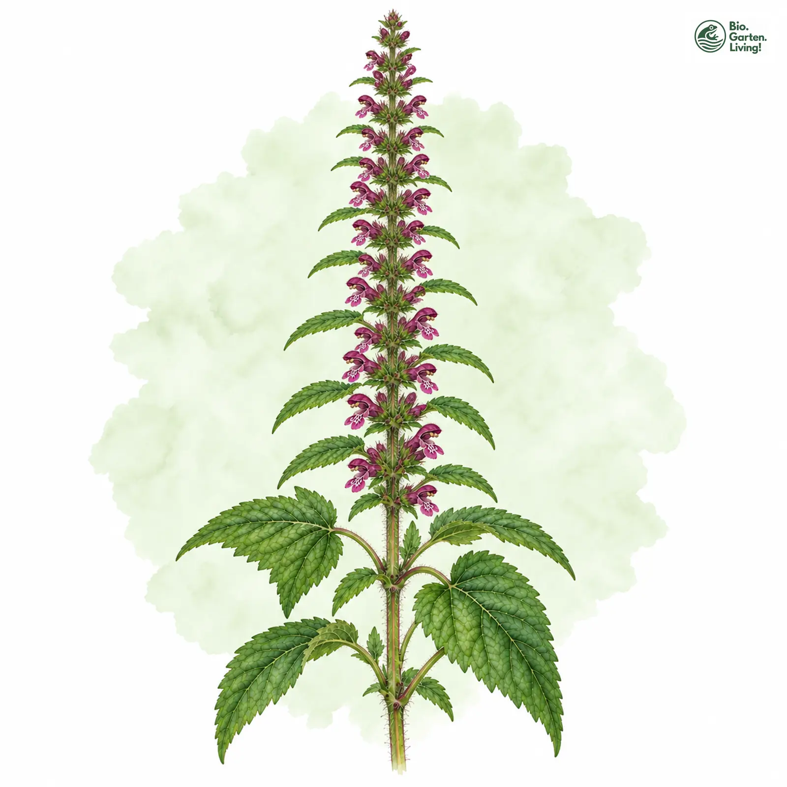 Aquarellzeichnung: Wald-Ziest (Stachys sylvatica)