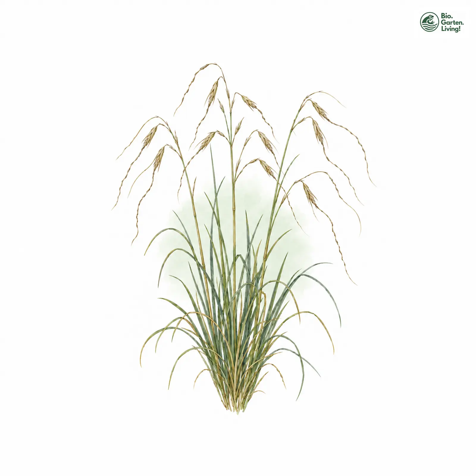 Aquarellzeichnung: Haar-Pfriemengras (Stipa capillata)