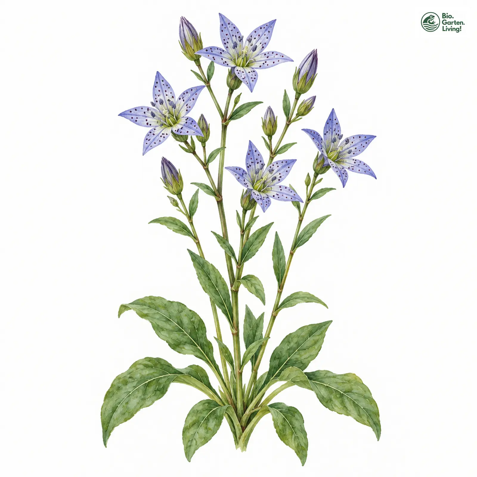 Aquarellzeichnung: Blauer Tarant (Swertia perennis)