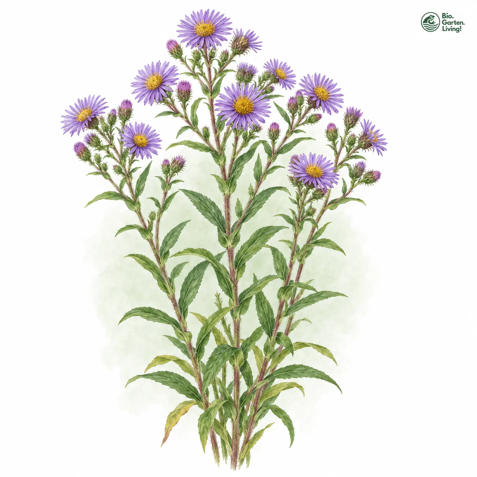 Aquarellzeichnung: Raublatt-Aster (Symphyotrichum novae-angliae)