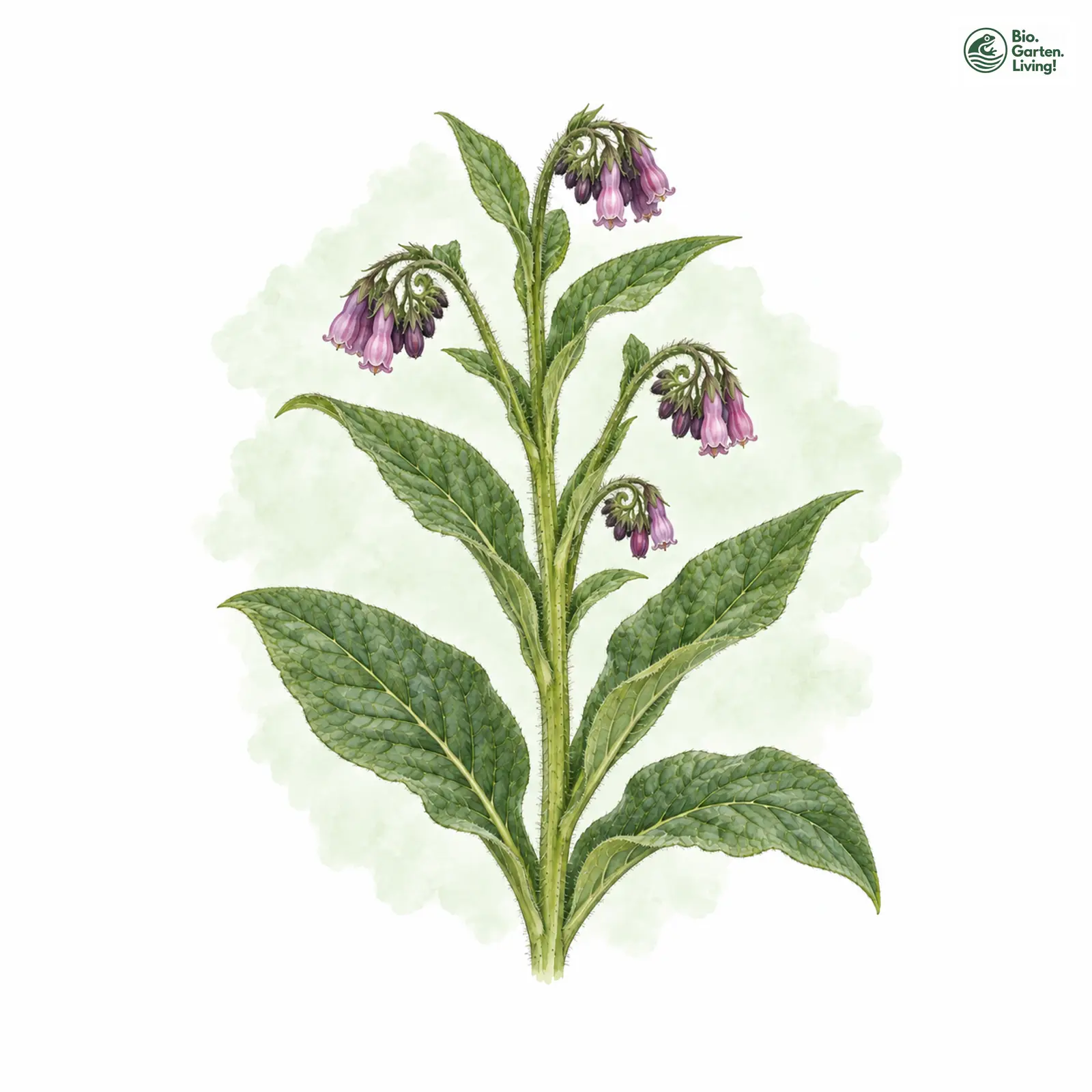 Aquarellzeichnung: Gewöhnlicher Beinwell (Symphytum officinale (im engeren Sinne))