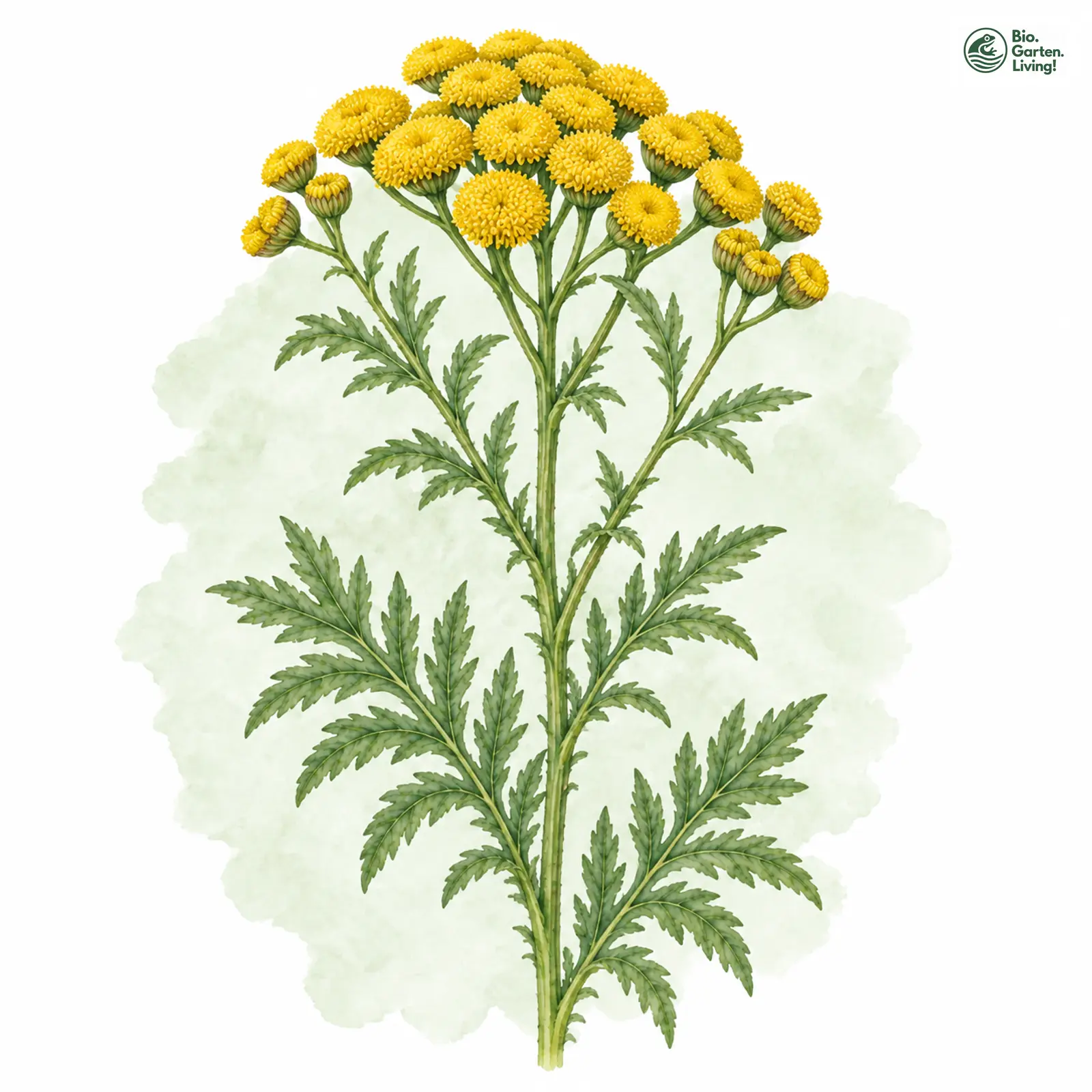 Aquarellzeichnung: Rainfarn (Tanacetum vulgare)