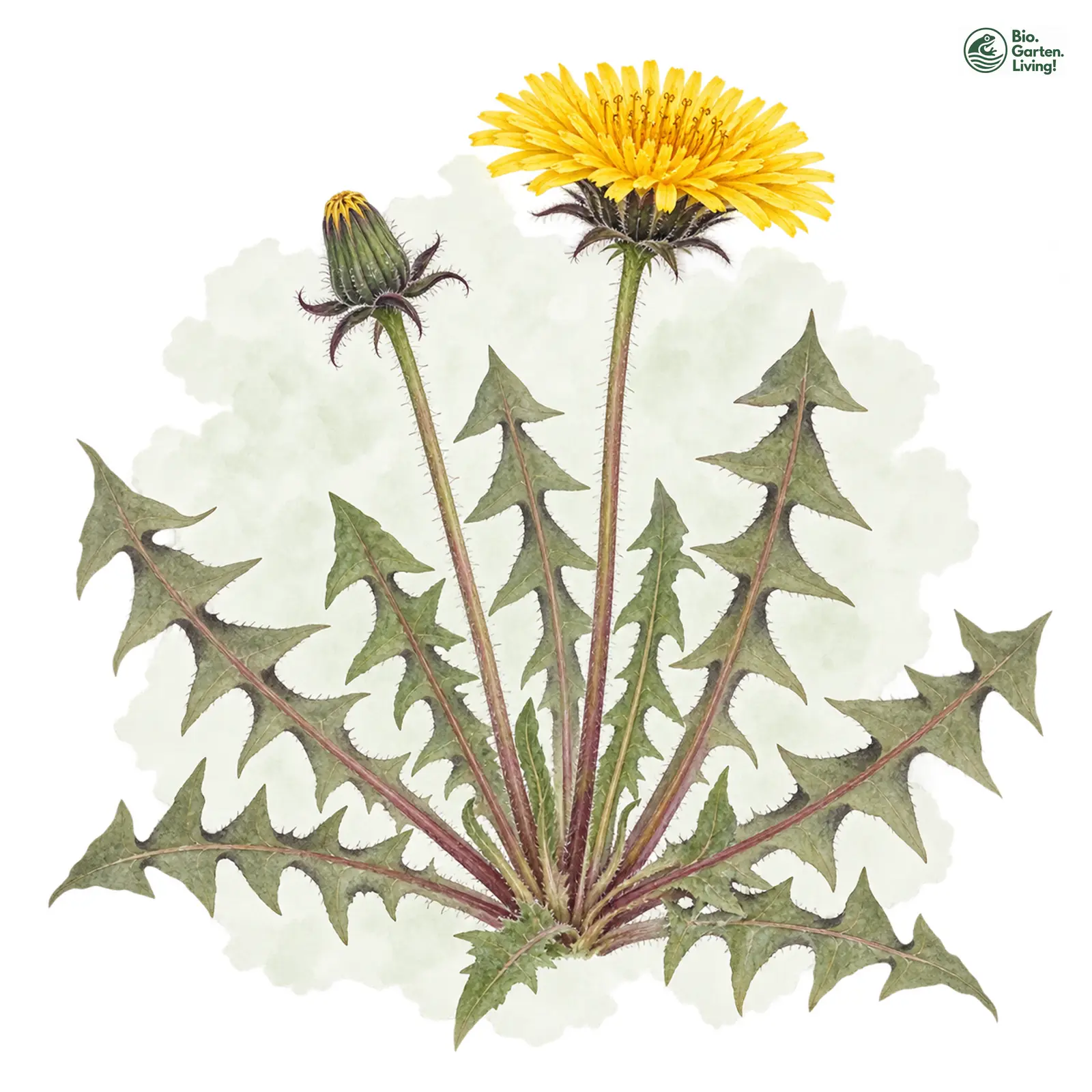 Aquarellzeichnung: Brabanter Löwenzahn (Taraxacum brabanticum)