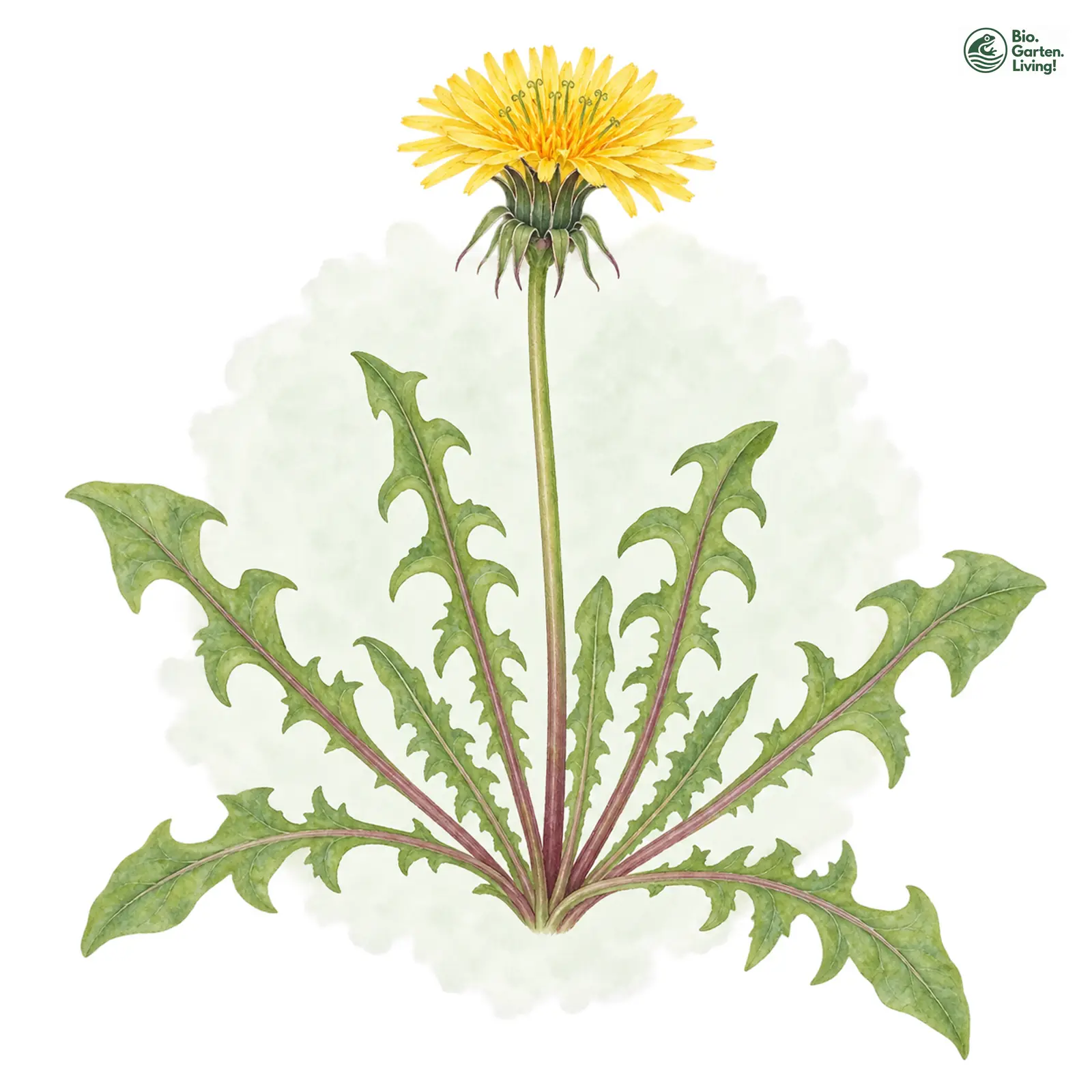 Aquarellzeichnung: Raurandiger Haken-Löwenzahn (Taraxacum hamatulum)