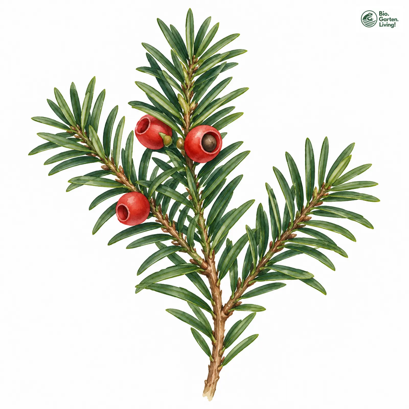 Aquarellzeichnung: Gewöhnliche Eibe (Taxus baccata)