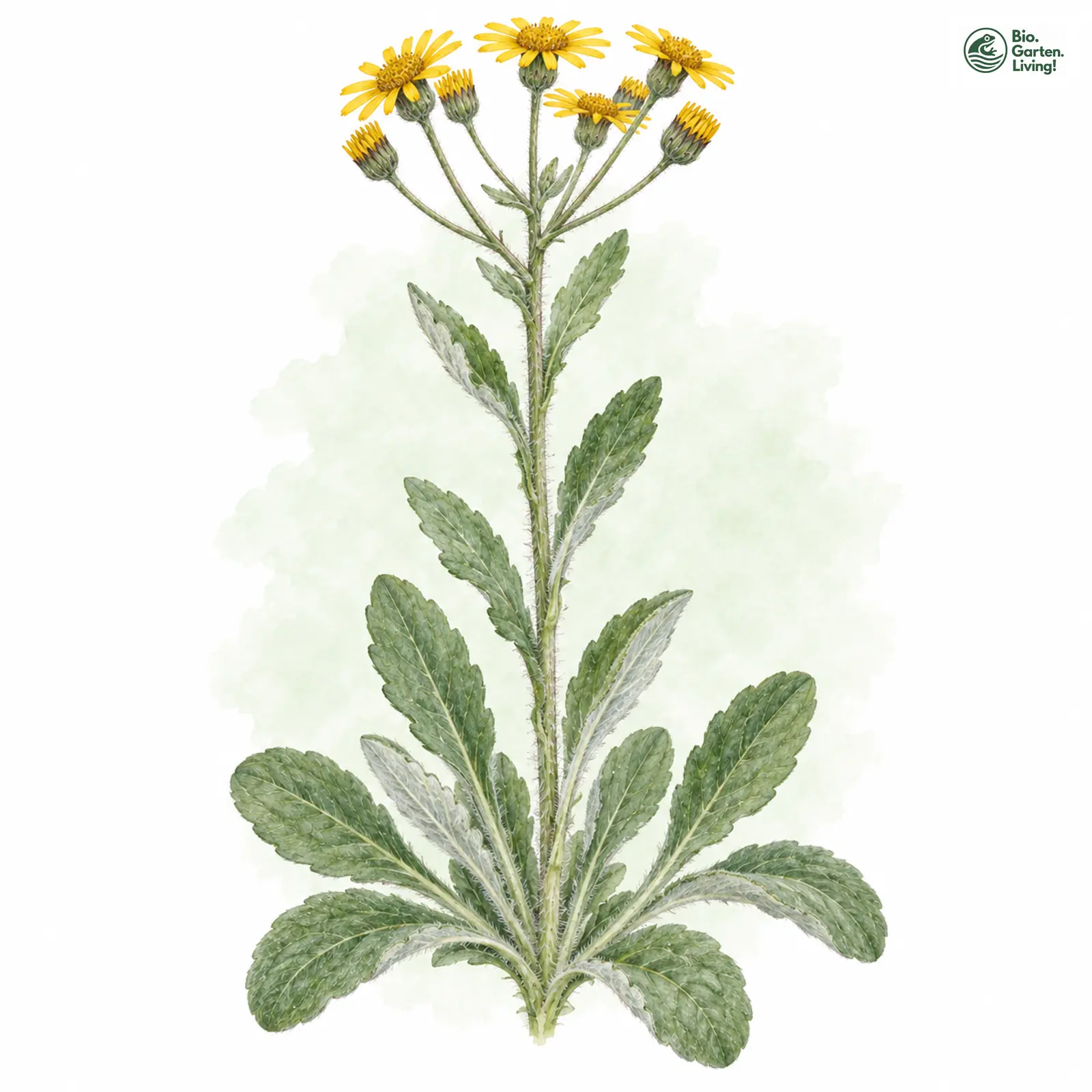 Aquarellzeichnung: Spatelblättriges Aschenkraut (Tephroseris helenitis)