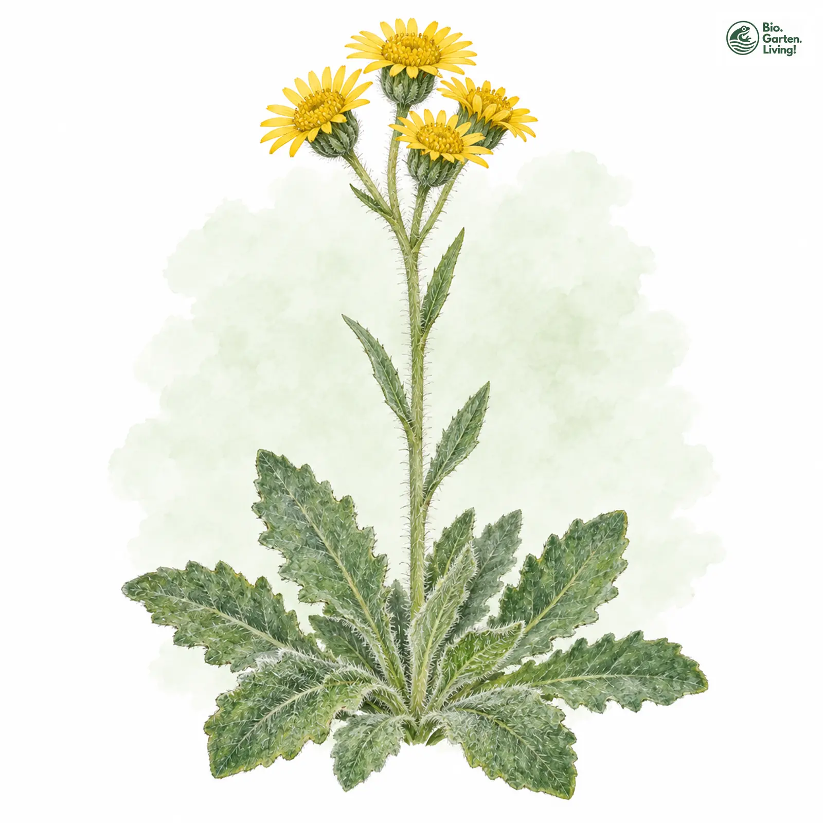 Aquarellzeichnung: Steppen-Aschenkraut (Tephroseris integrifolia)