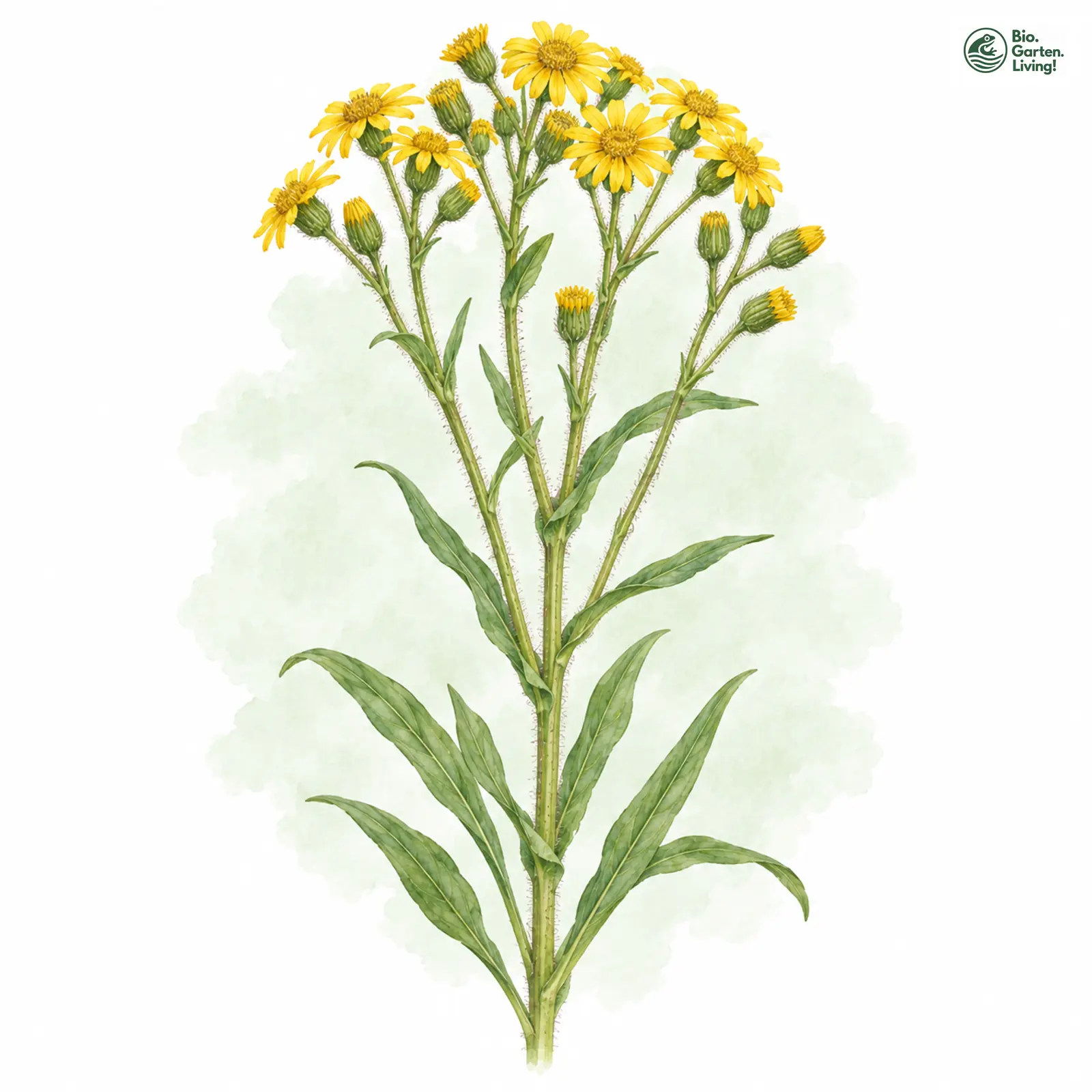 Aquarellzeichnung: Moor-Aschenkraut (Tephroseris palustris)