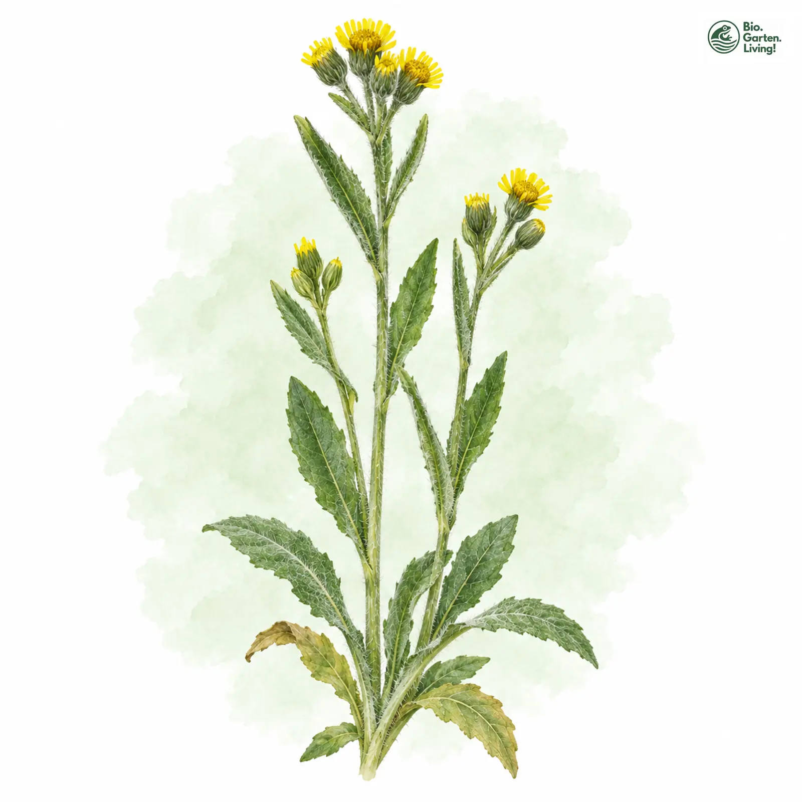 Aquarellzeichnung: Schweizer Aschenkraut (Tephroseris tenuifolia)