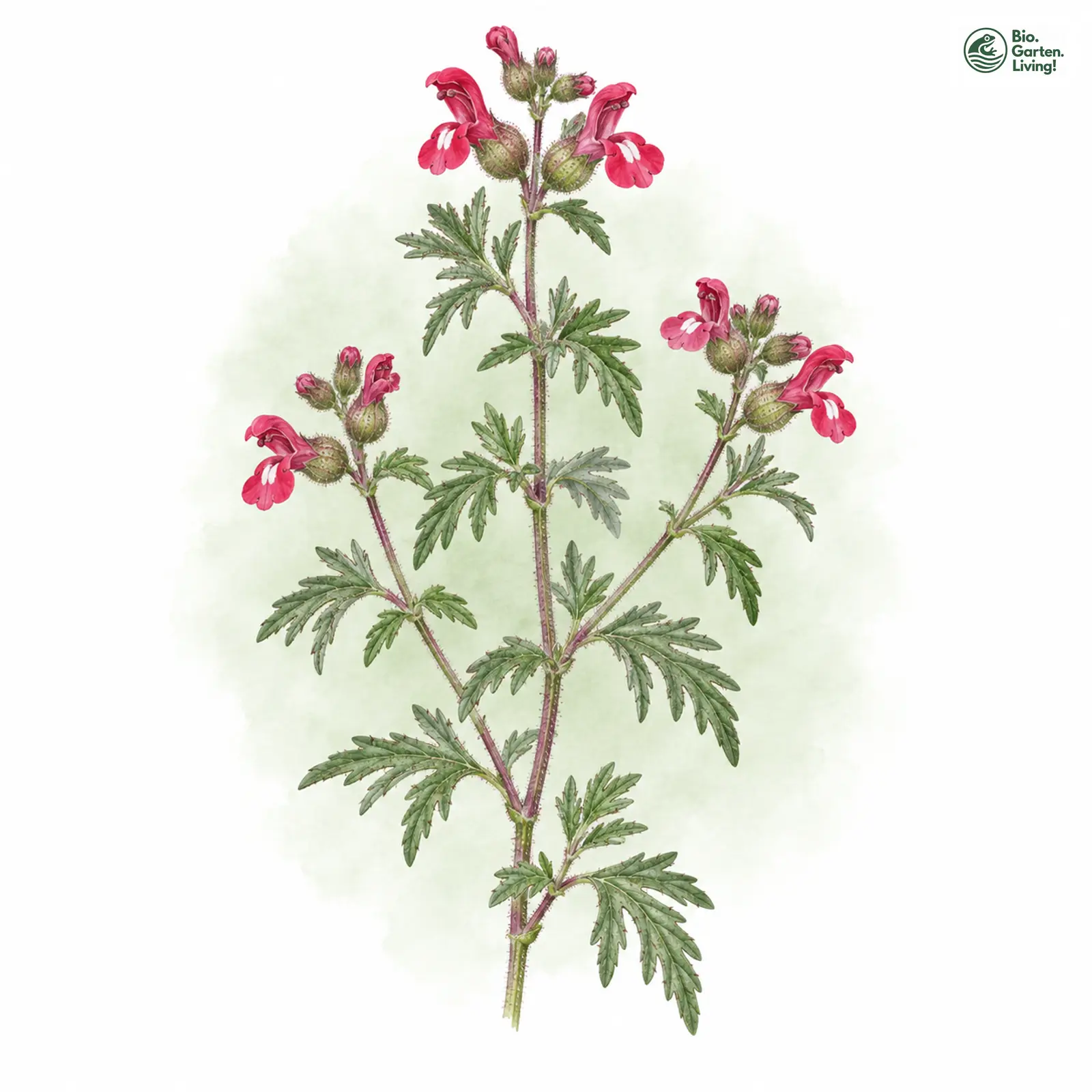 Aquarellzeichnung: Trauben-Gamander (Teucrium botrys)