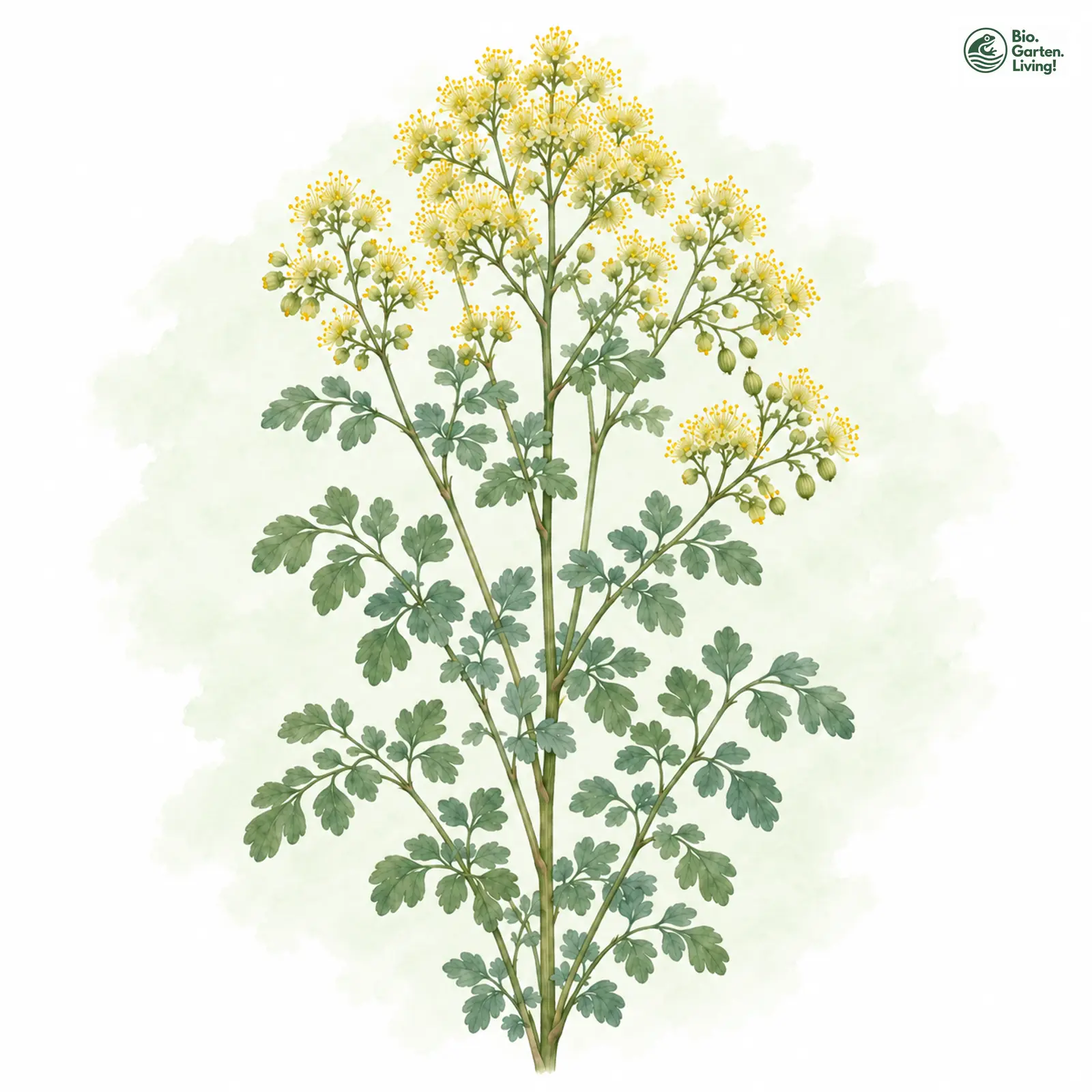 Aquarellzeichnung: Gelbe Wiesenraute (Thalictrum flavum)