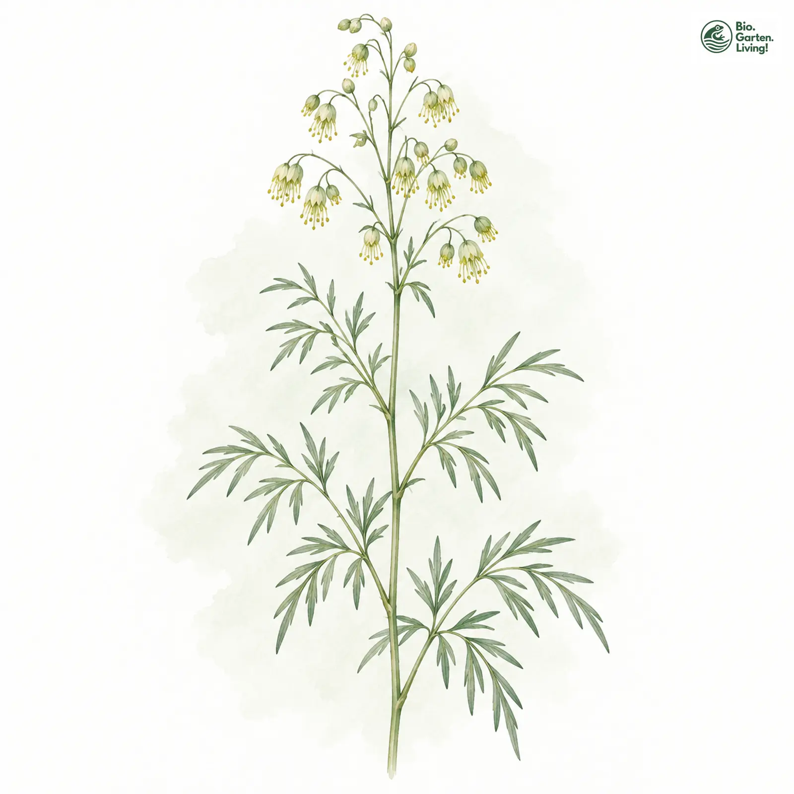 Aquarellzeichnung: Einfache Wiesenraute (Thalictrum simplex)