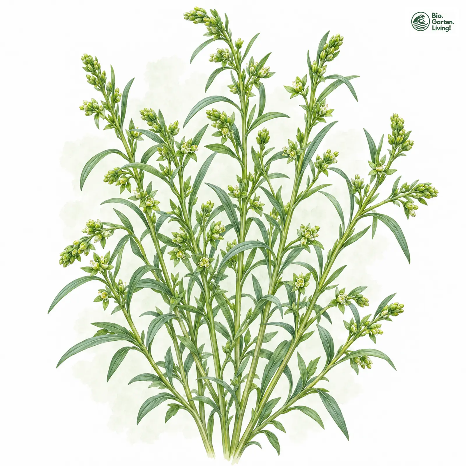 Aquarellzeichnung: Bayerisches Vermeinkraut (Thesium bavarum)