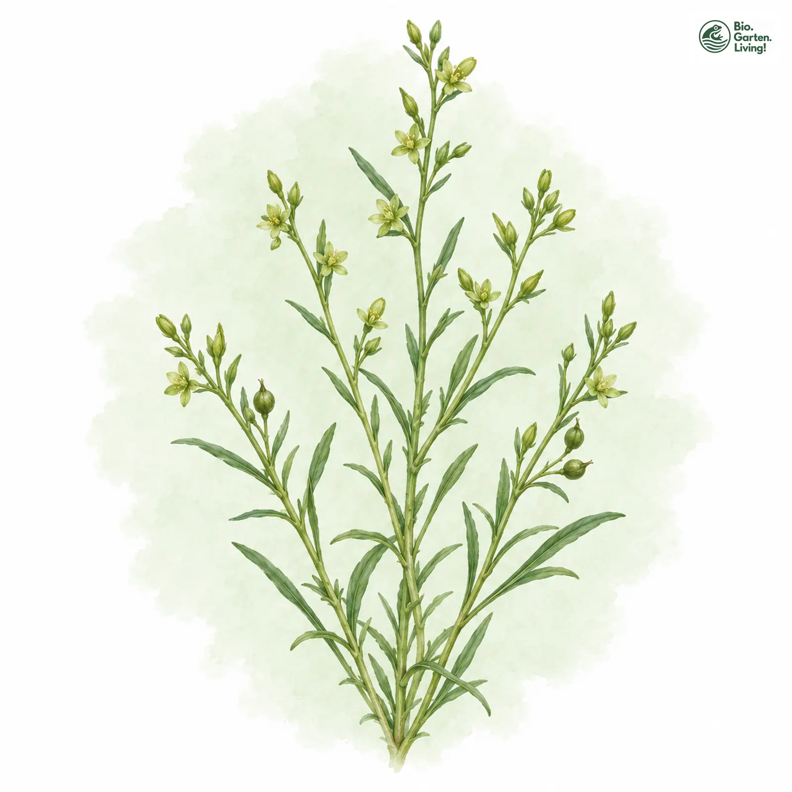 Aquarellzeichnung: Vorblattloses Vermeinkraut (Thesium ebracteatum)