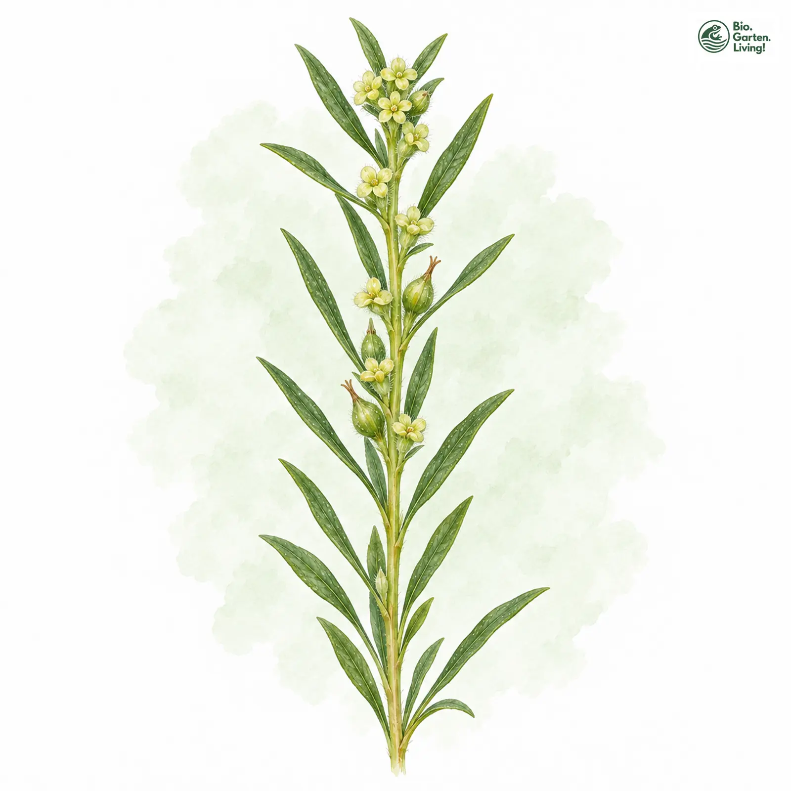 Aquarellzeichnung: Acker-Spatzenzunge (Thymelaea passerina)