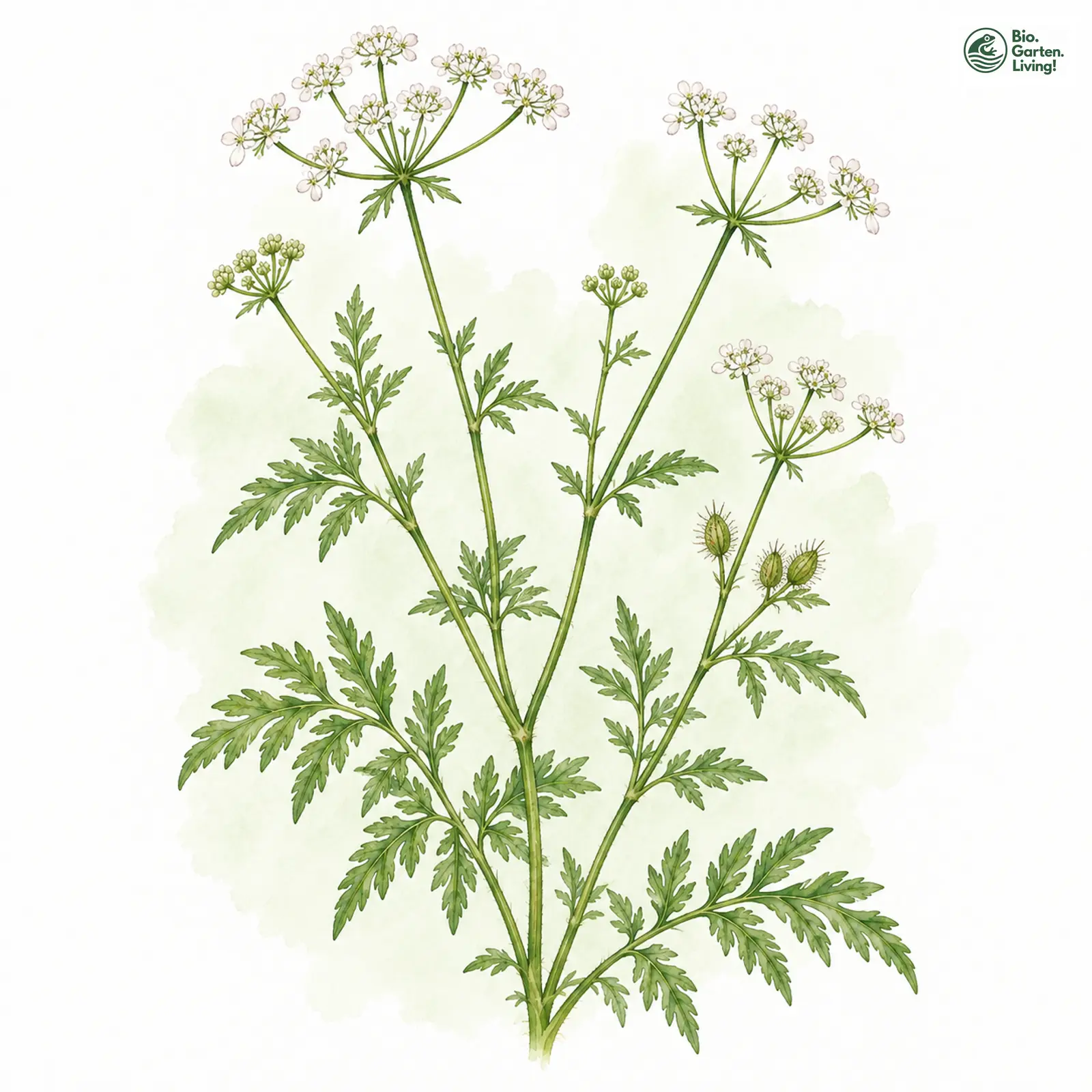 Aquarellzeichnung: Feld-Klettenkerbel (Torilis arvensis)