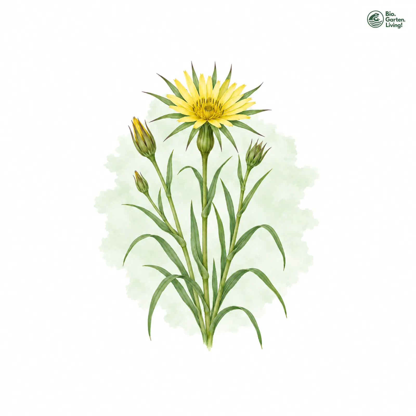 Aquarellzeichnung: Großer Bocksbart (Tragopogon dubius)