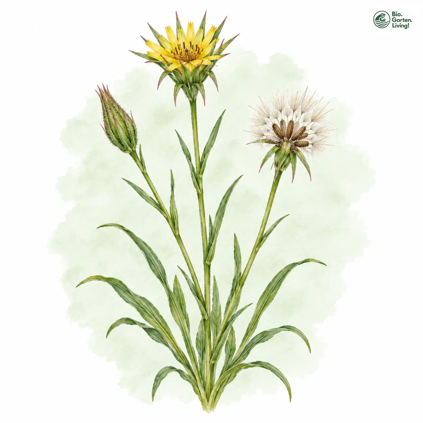 Aquarellzeichnung: Kleinköpfiger Bocksbart (Tragopogon minor)