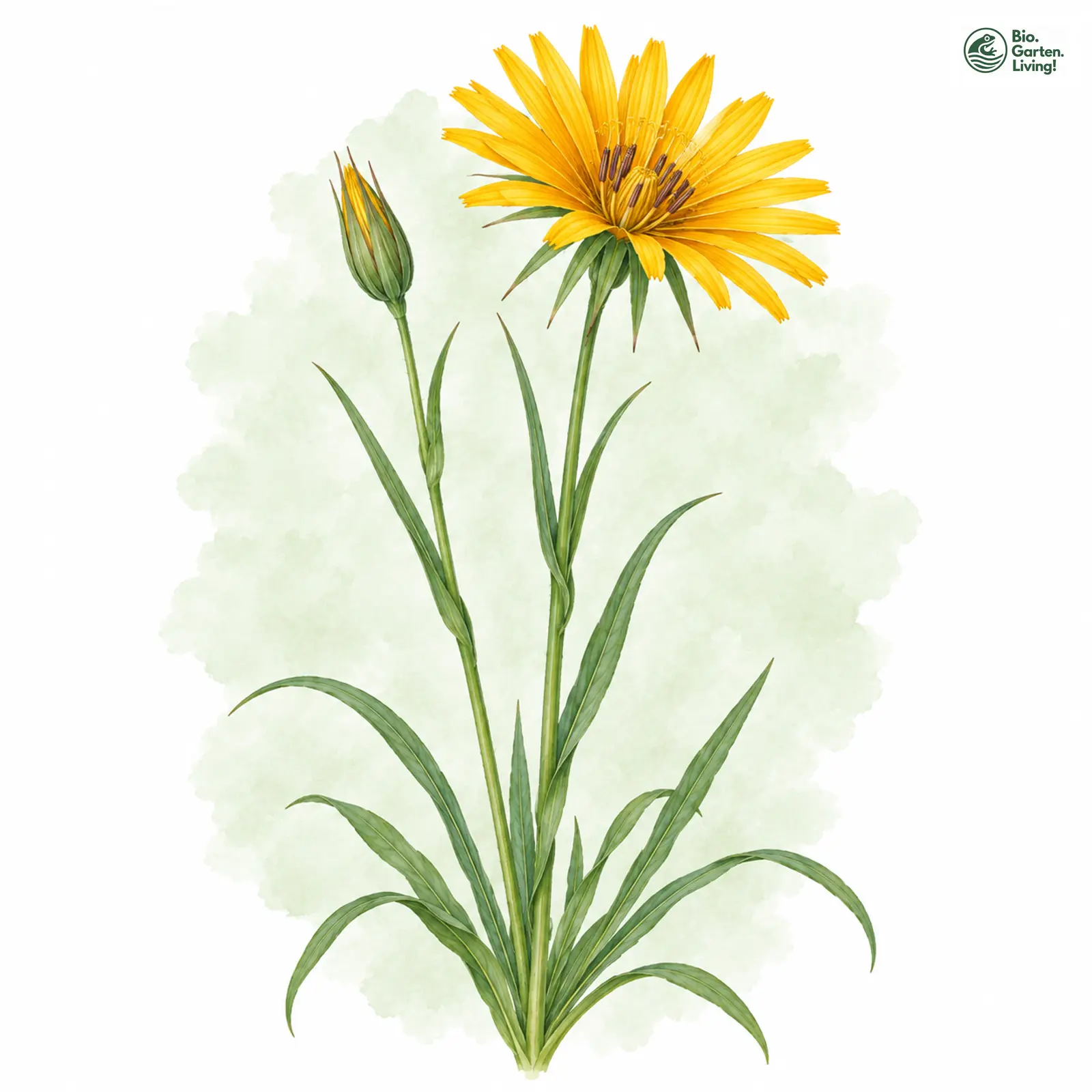 Aquarellzeichnung: Orientalischer Bocksbart (Tragopogon orientalis)