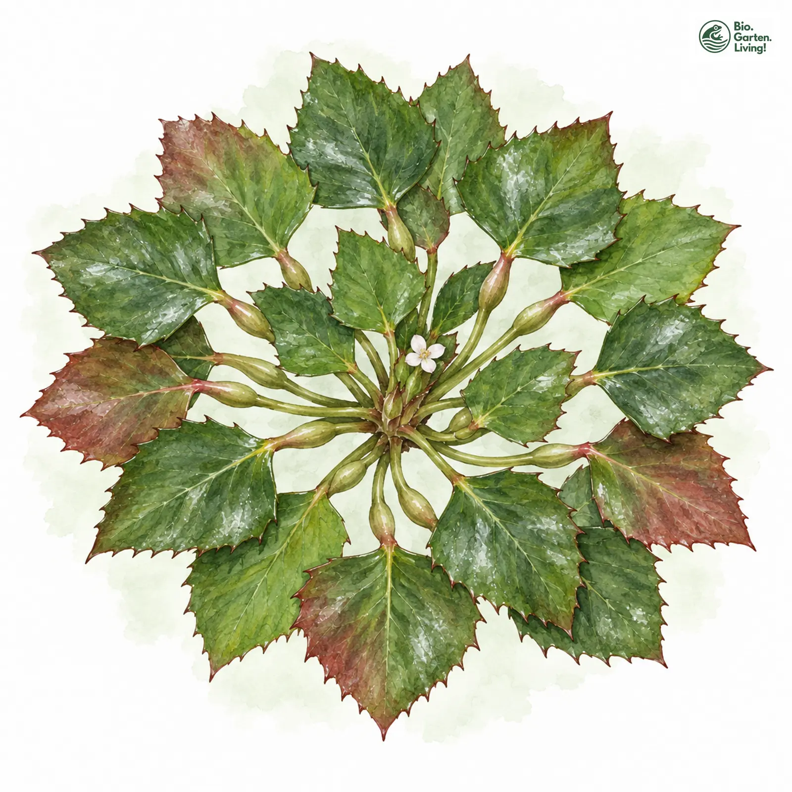 Aquarellzeichnung: Gewöhnliche Wassernuss (Trapa natans)