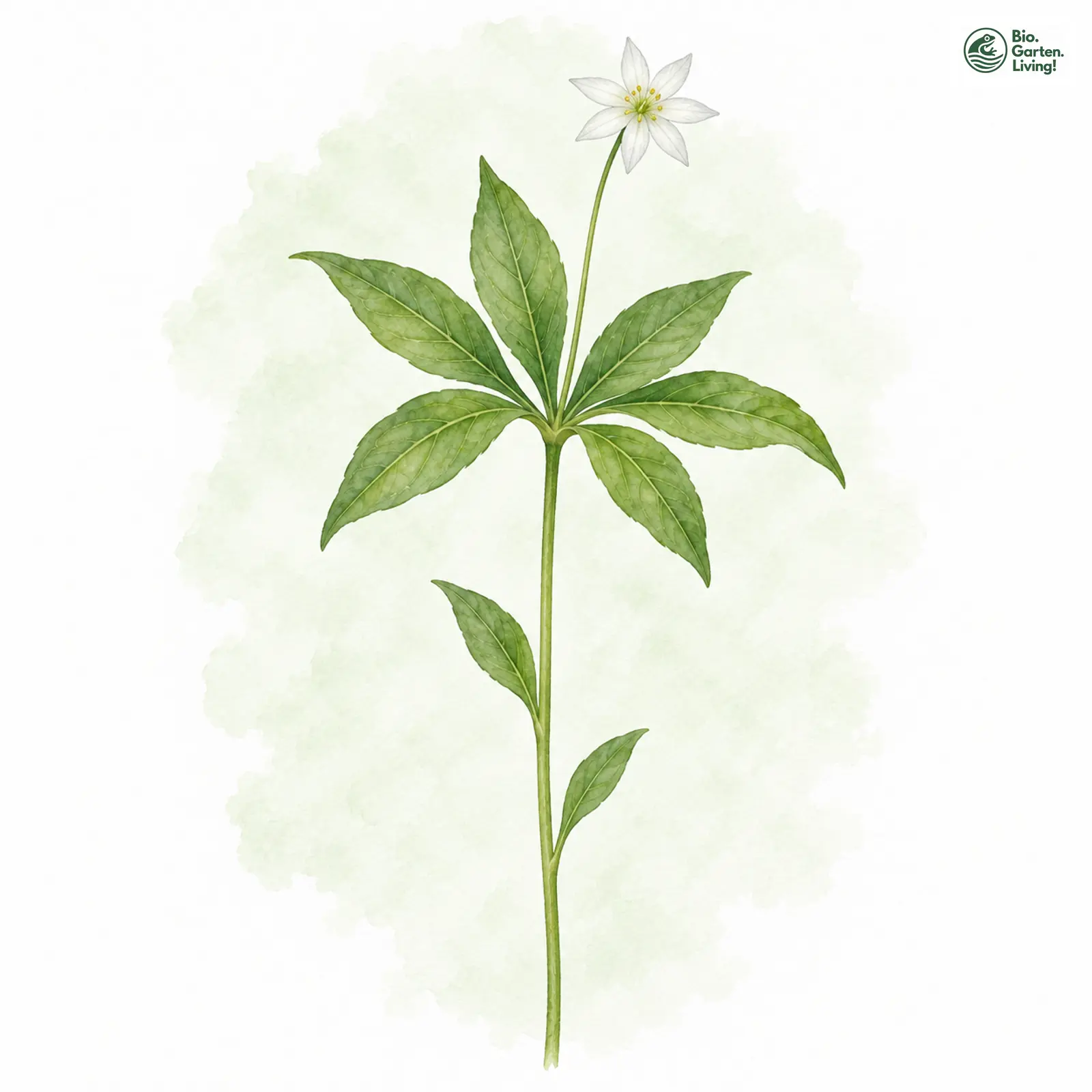 Aquarellzeichnung: Europäischer Siebenstern (Trientalis europaea)