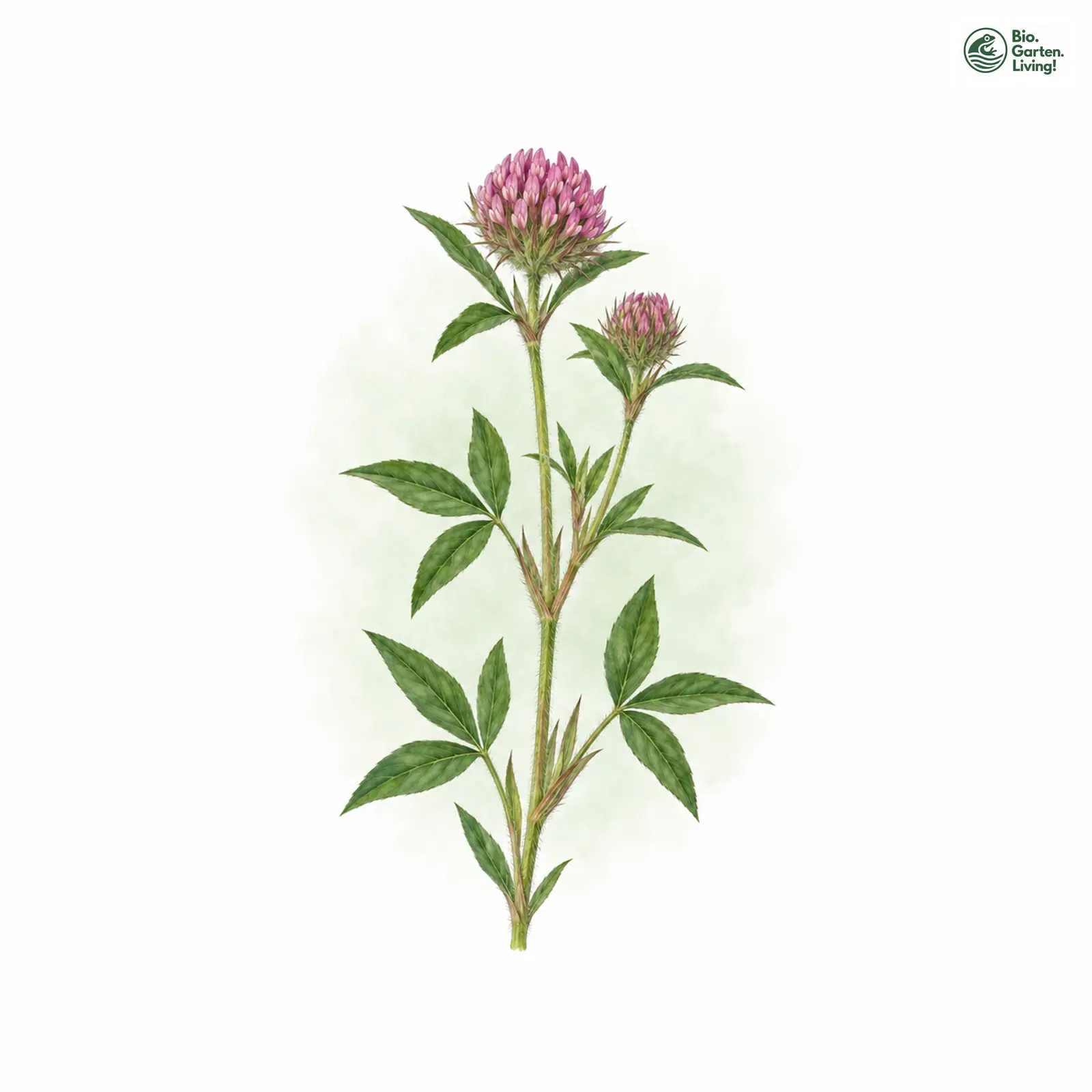 Aquarellzeichnung: Hügel-Klee (Trifolium alpestre)