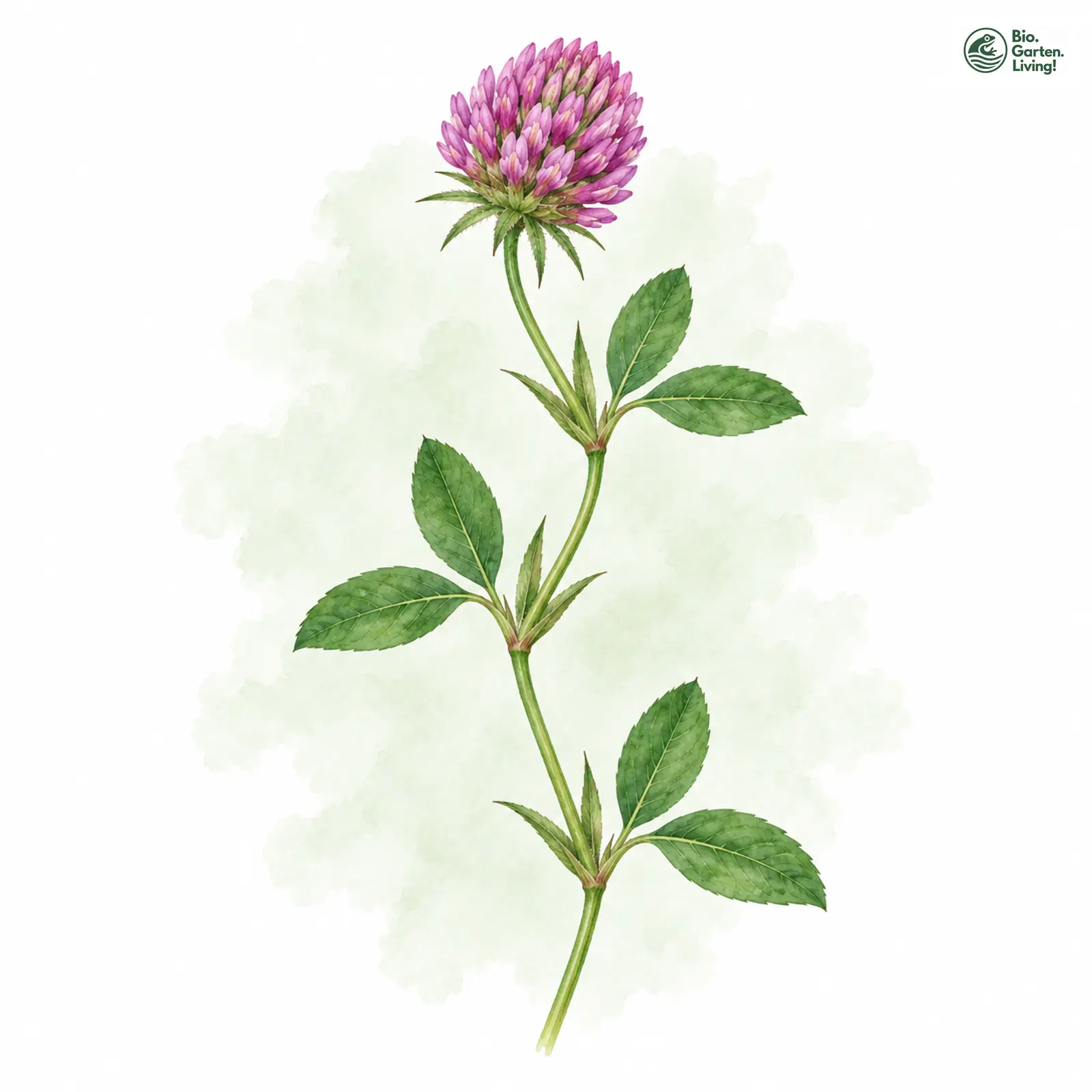 Aquarellzeichnung: Zickzack-Klee (Trifolium medium)