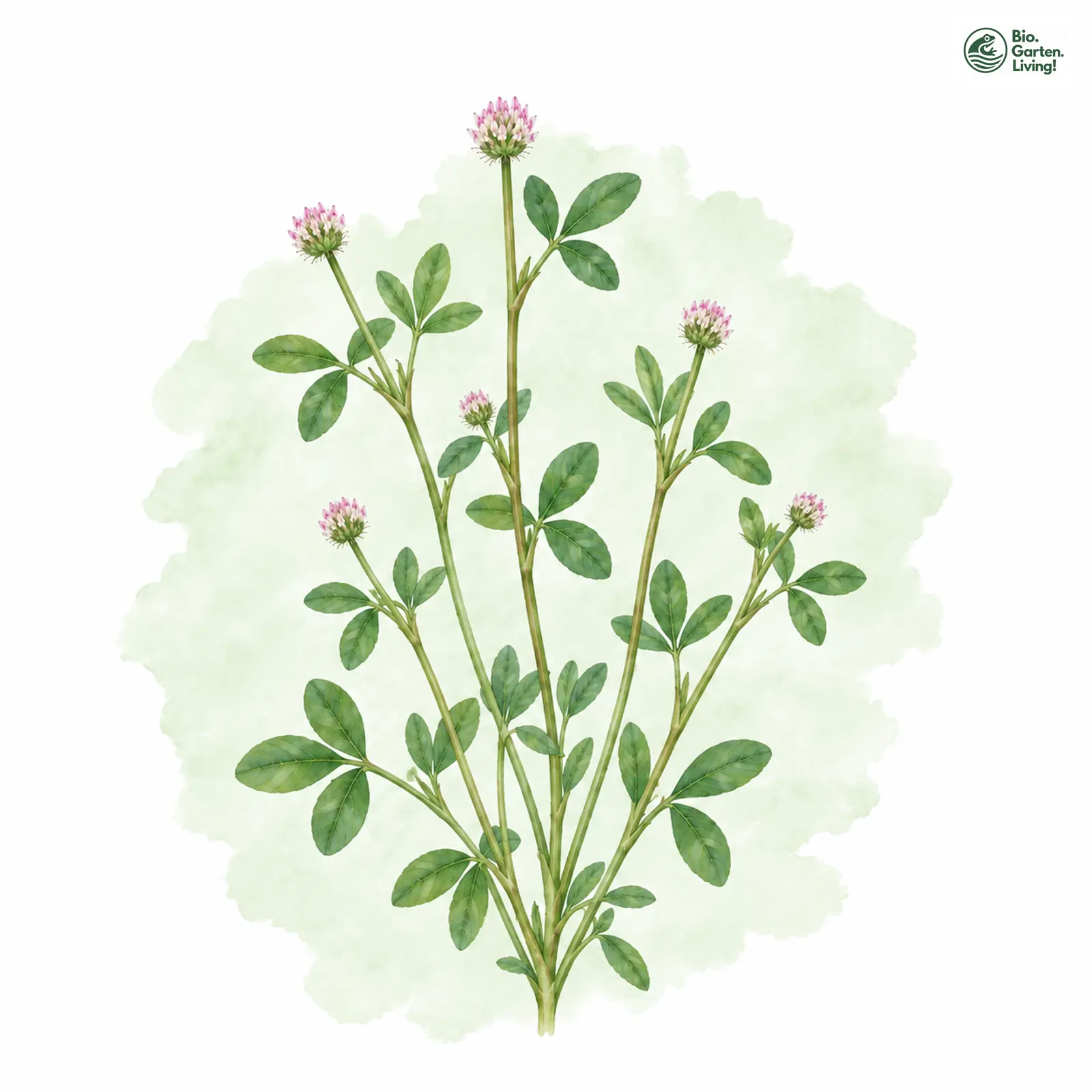 Aquarellzeichnung: Kleinblütiger Klee (Trifolium retusum)