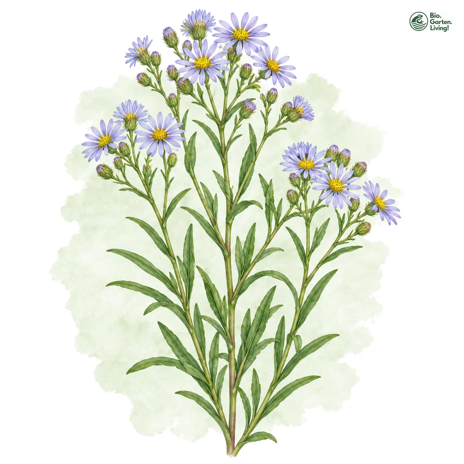 Aquarellzeichnung: Pannonische Salzaster (Tripolium pannonicum)