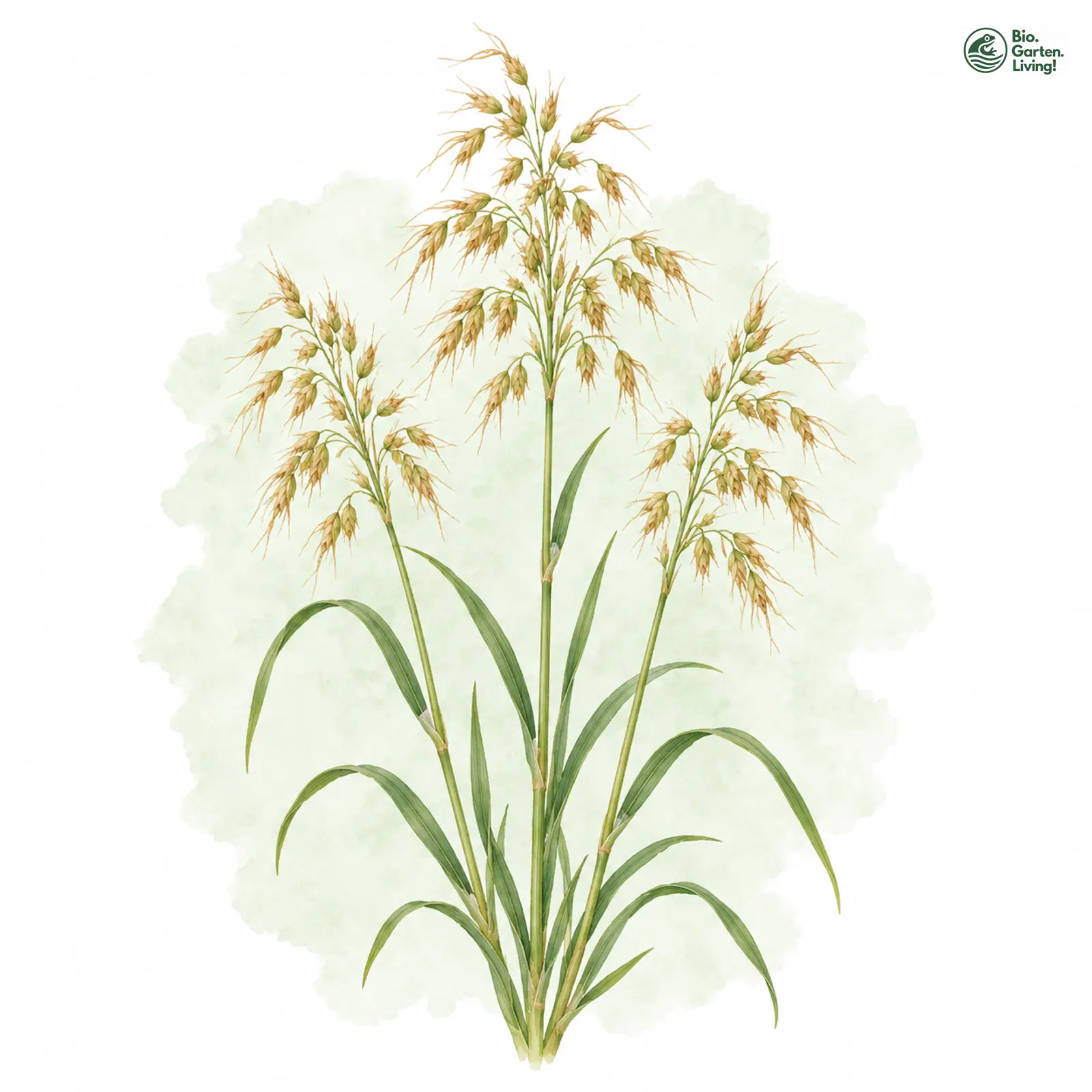 Aquarellzeichnung: Gold-Grannenhafer (Trisetum flavescens)