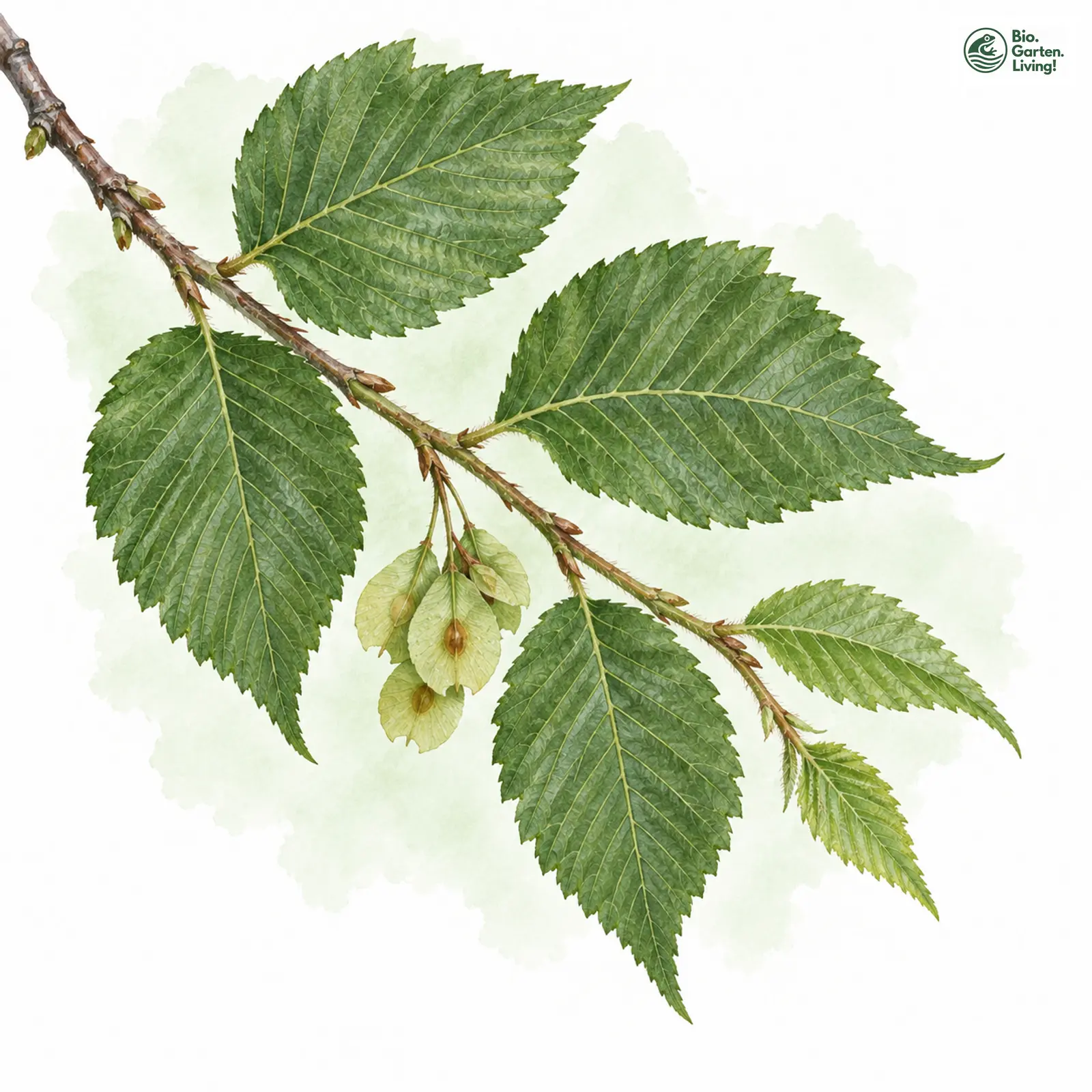 Aquarellzeichnung: Bastard-Ulme (Ulmus hollandica)