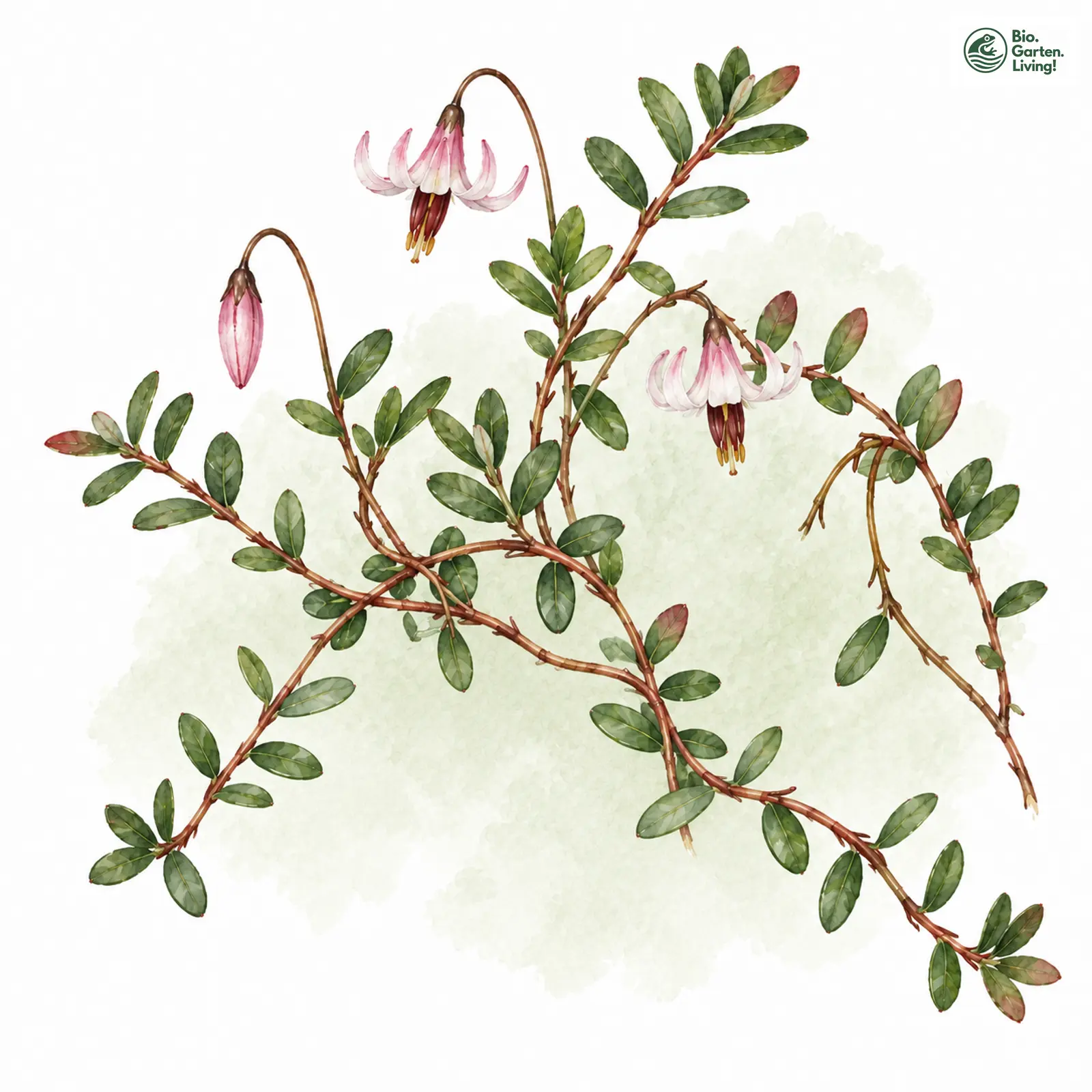 Aquarellzeichnung: Gewöhnliche Moosbeere (Vaccinium oxycoccos)