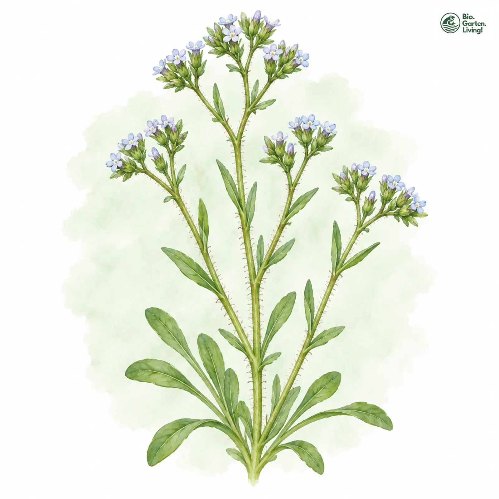 Aquarellzeichnung: Gekieltes Rapünzchen (Valerianella carinata)