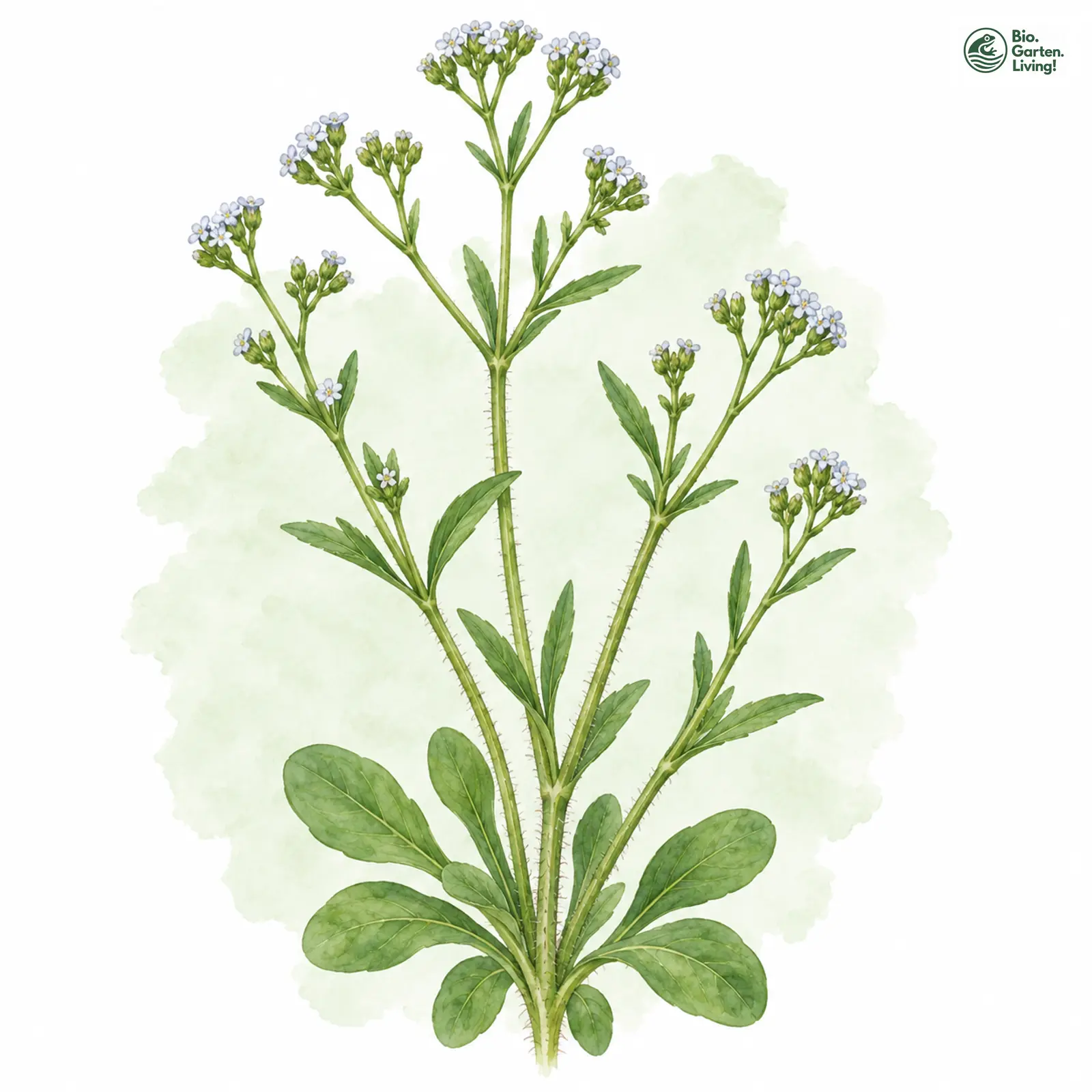 Aquarellzeichnung: Gezähntes Rapünzchen (Valerianella dentata)