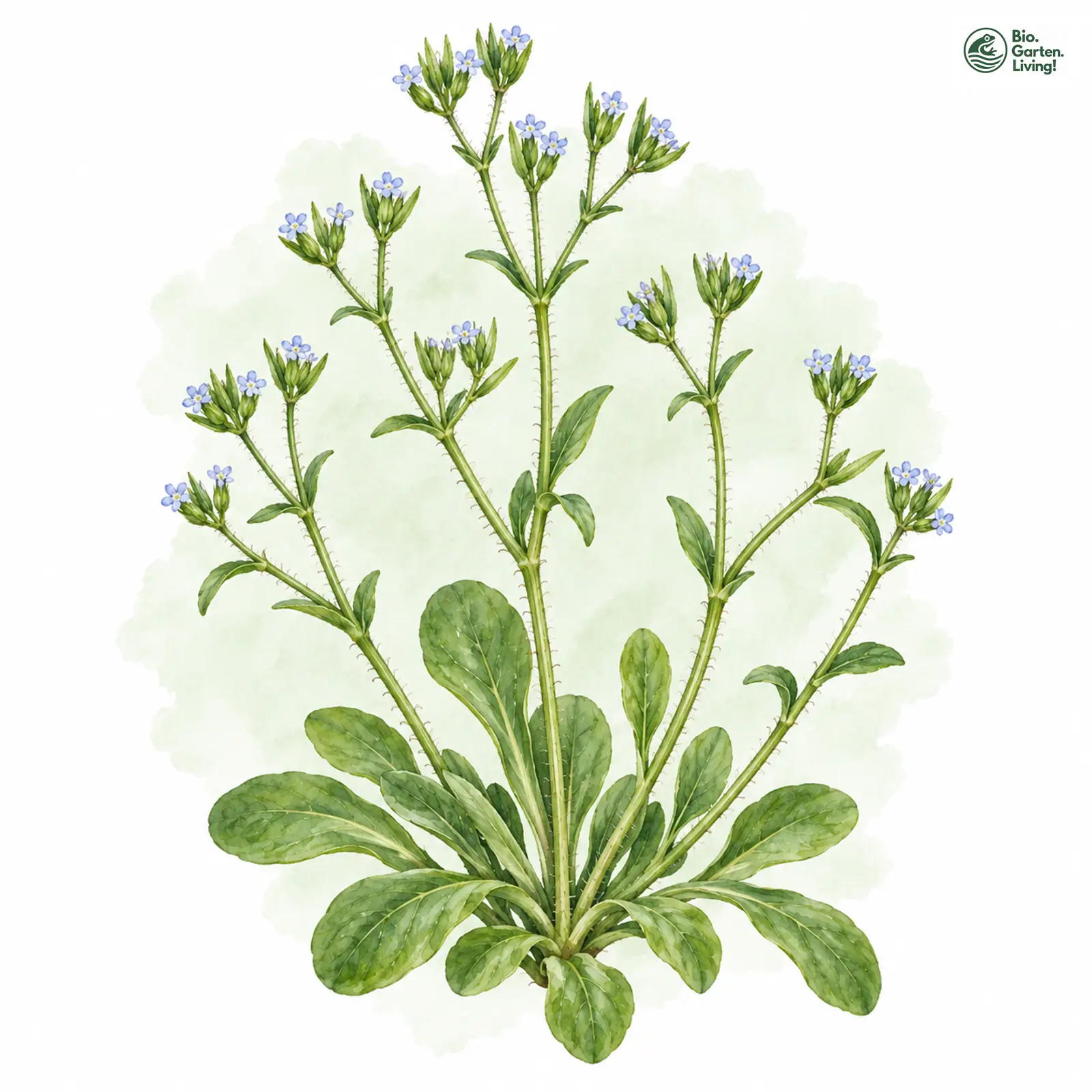 Aquarellzeichnung: Gewöhnliches Rapünzchen (Valerianella locusta)