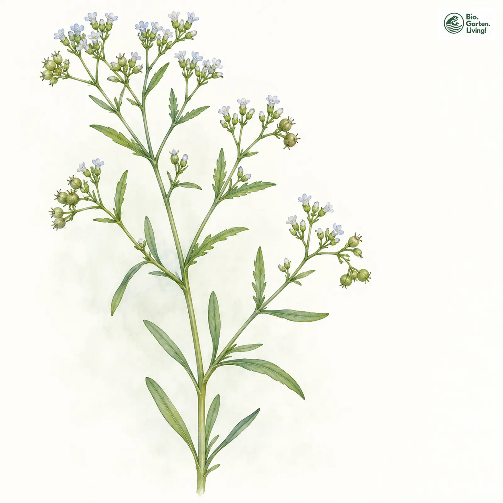 Aquarellzeichnung: Gefurchtes Rapünzchen (Valerianella rimosa)