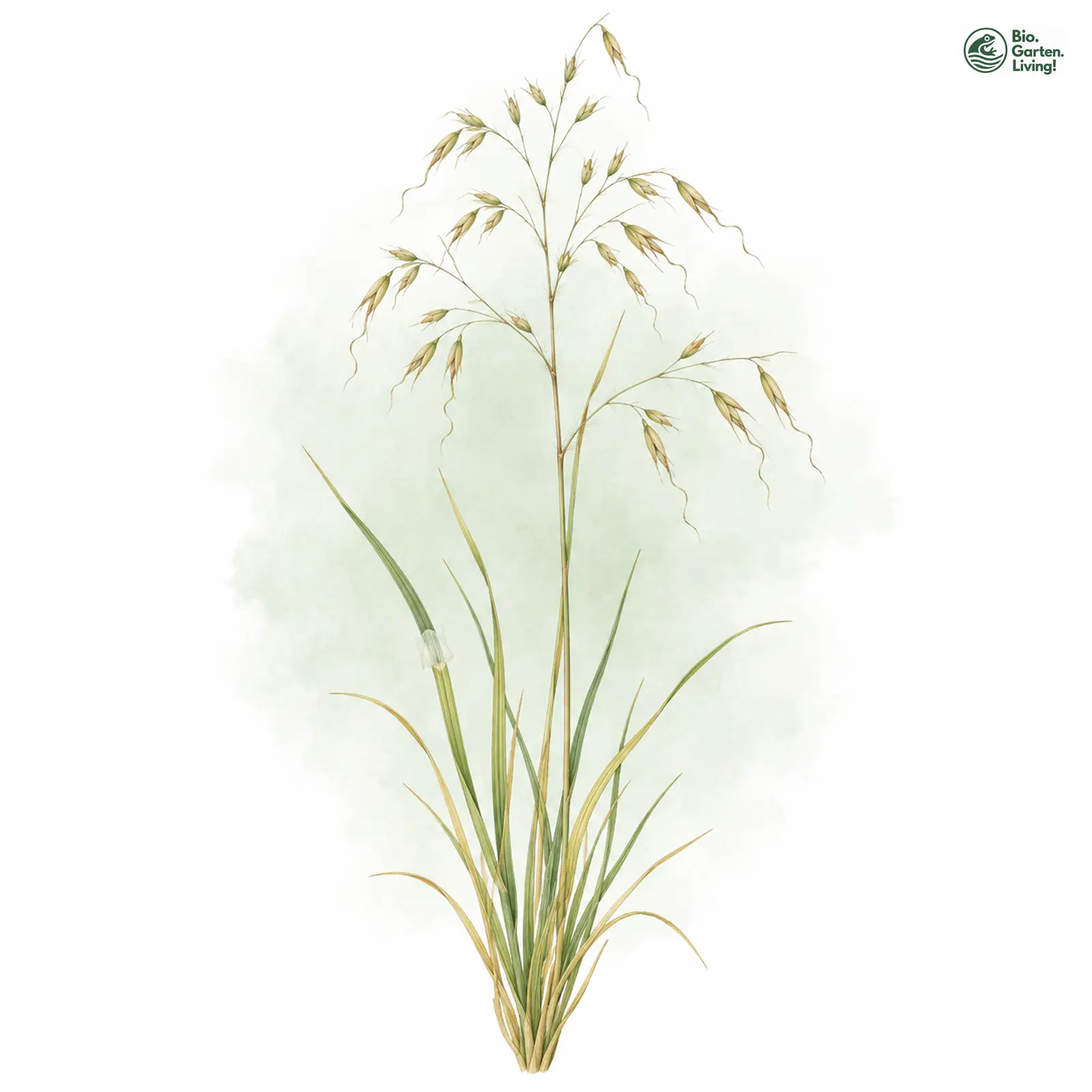 Aquarellzeichnung: Zweifelhafter Schmielenhafer (Ventenata dubia)