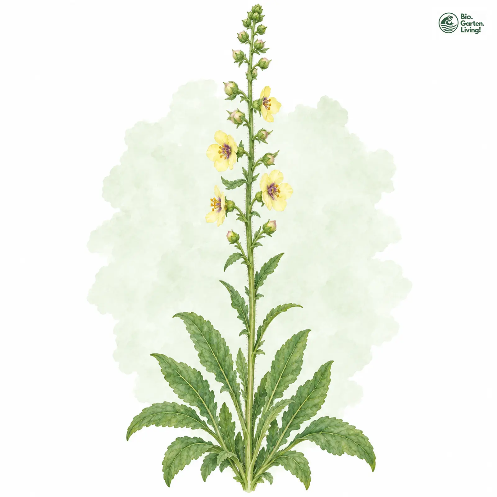 Aquarellzeichnung: Motten-Königskerze (Verbascum blattaria)