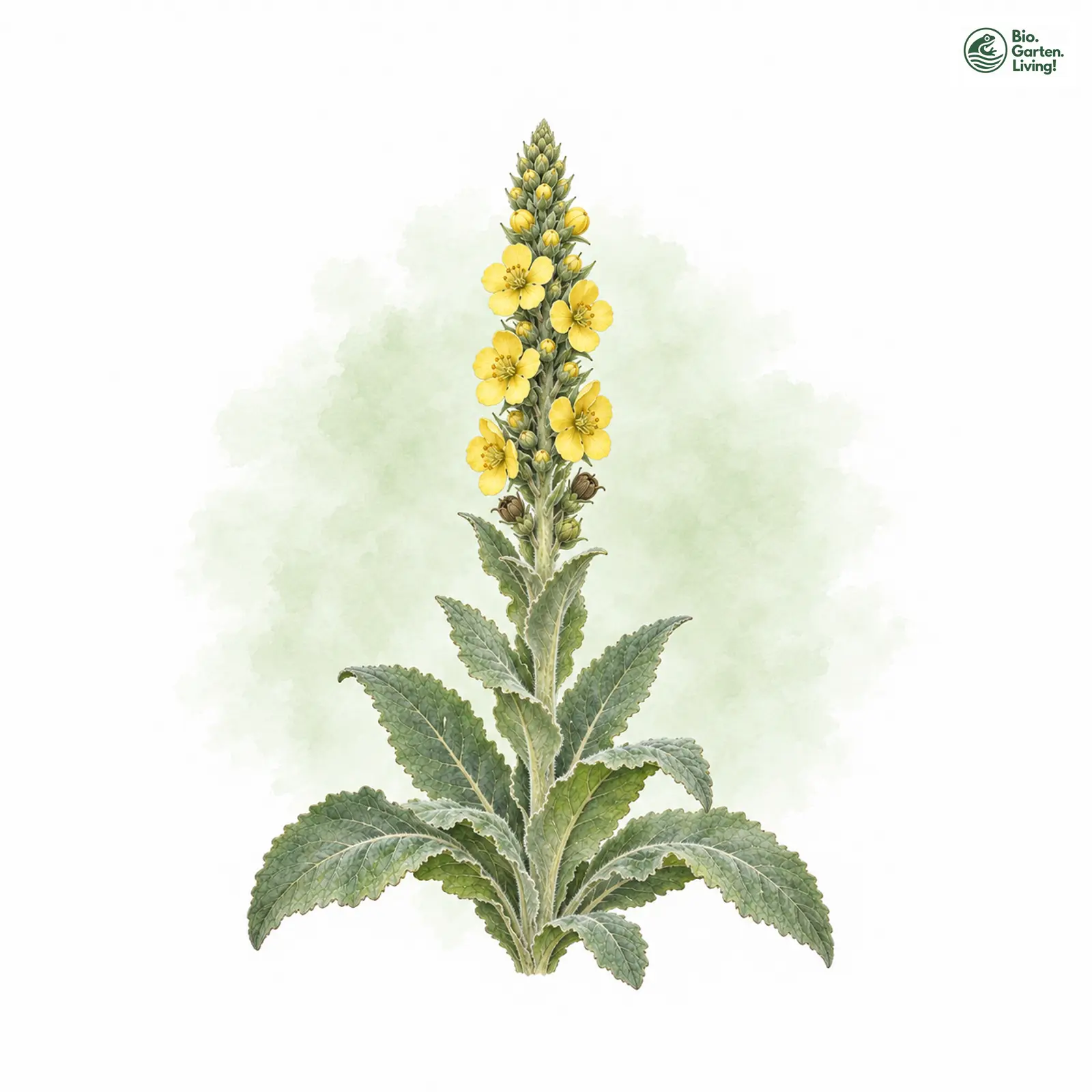 Aquarellzeichnung: Großblütige Königskerze (Verbascum densiflorum)
