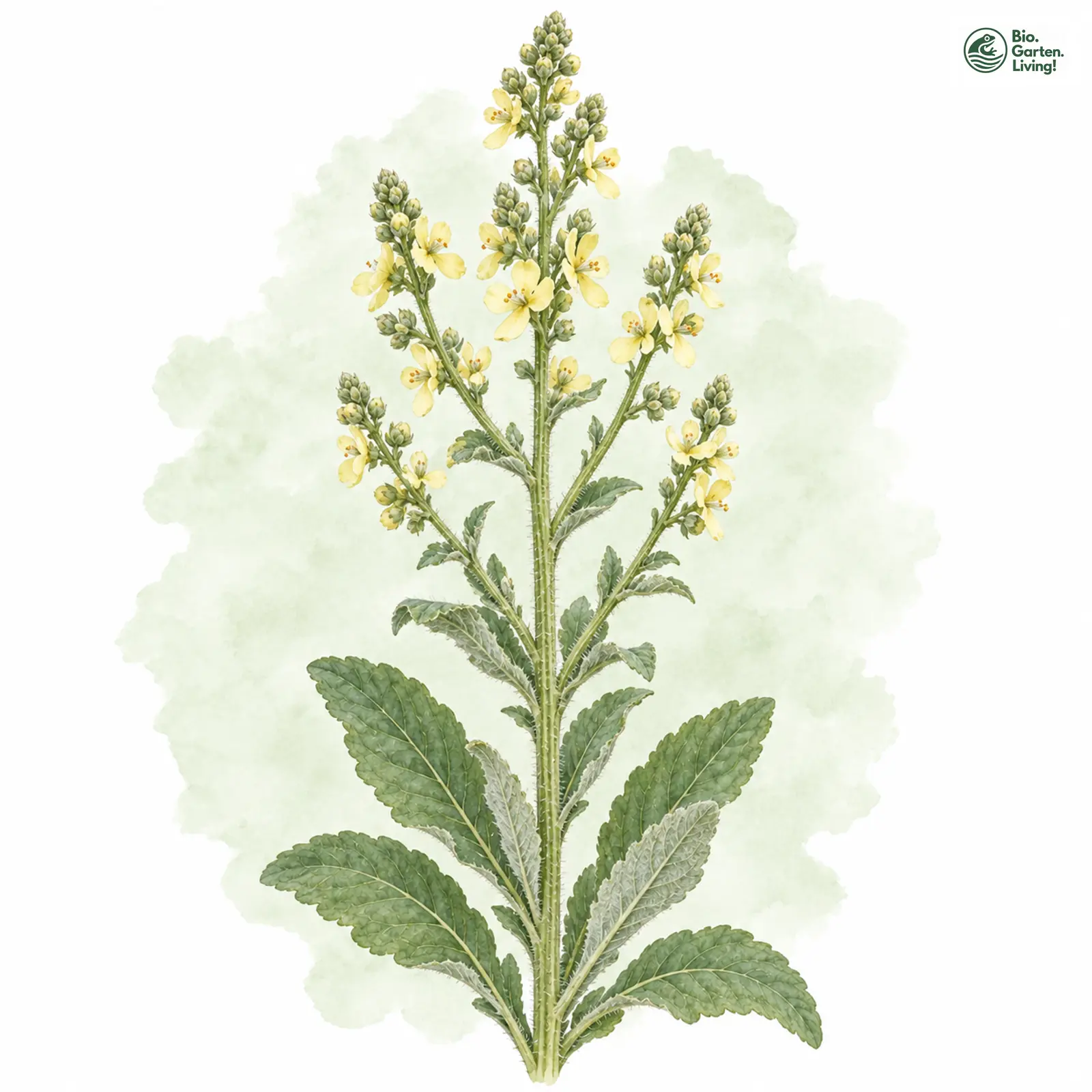 Aquarellzeichnung: Mehlige Königskerze (Verbascum lychnitis)