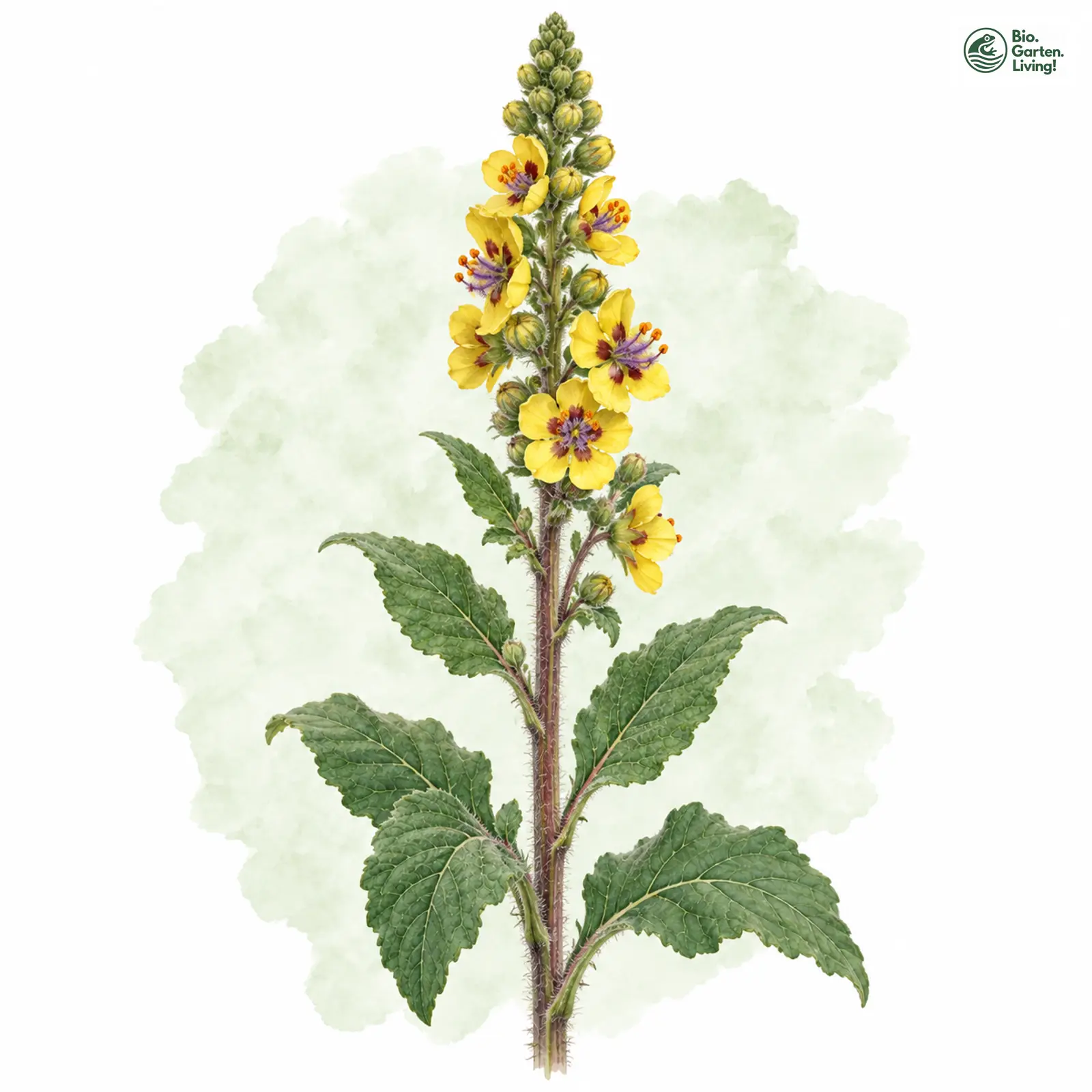 Aquarellzeichnung: Schwarze Königskerze (Verbascum nigrum)