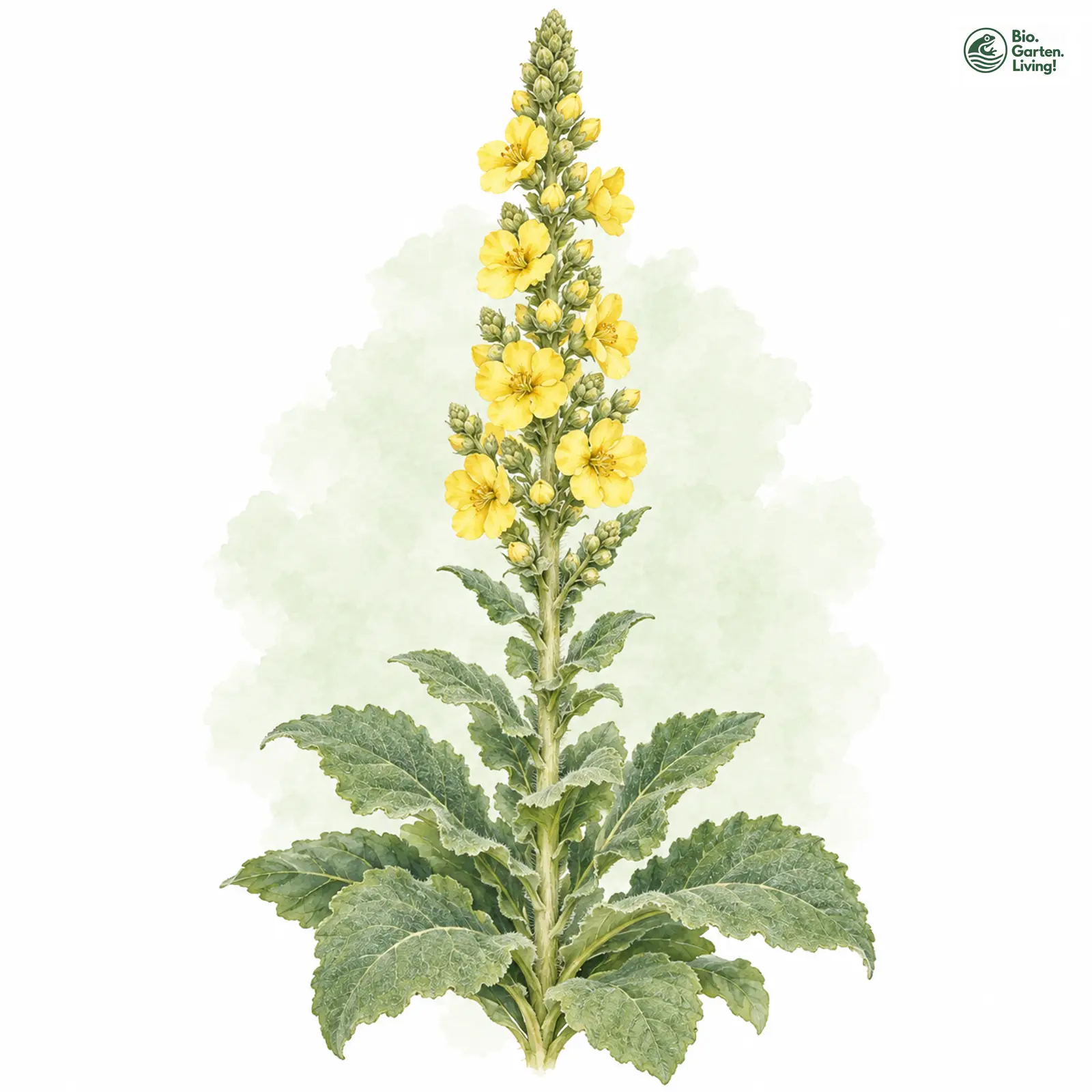Aquarellzeichnung: Windblumen-Königskerze (Verbascum phlomoides)