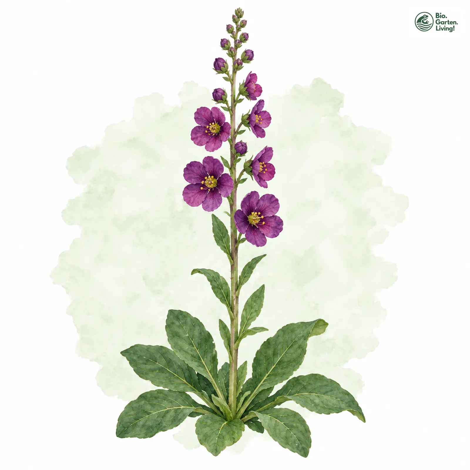 Aquarellzeichnung: Purpur-Königskerze (Verbascum phoeniceum)